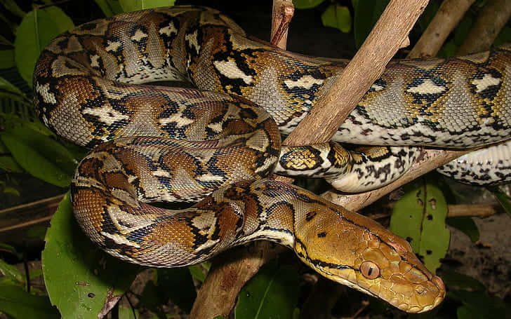 Python, reticulated python, tree branches, SD Desktop Wallpaper