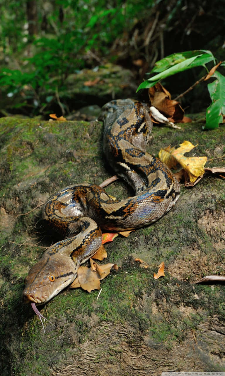 reticulated python, mossy log, lush green foliage, HD Phone Wallpaper