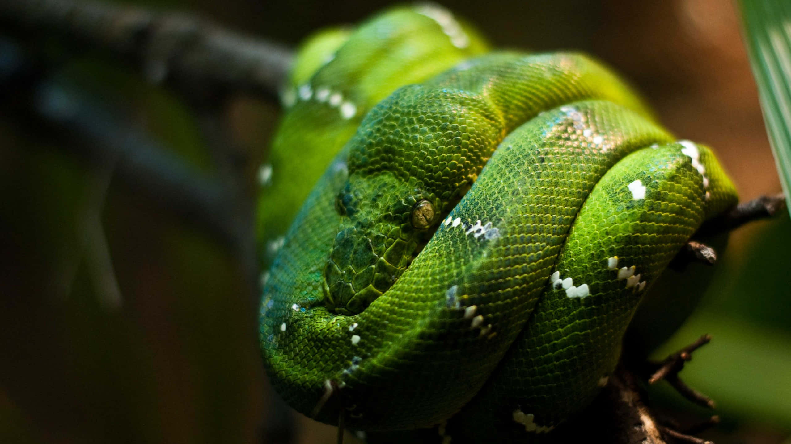tree python, lush jungle, vibrant green, 2K Desktop Wallpaper