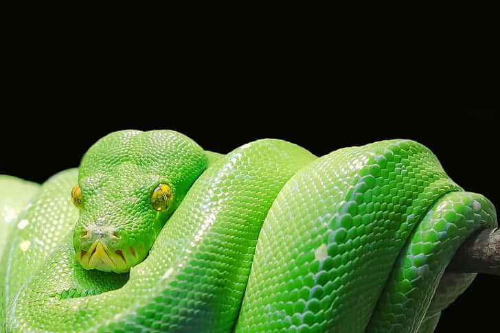 tree python, green, branch, SD Desktop Wallpaper