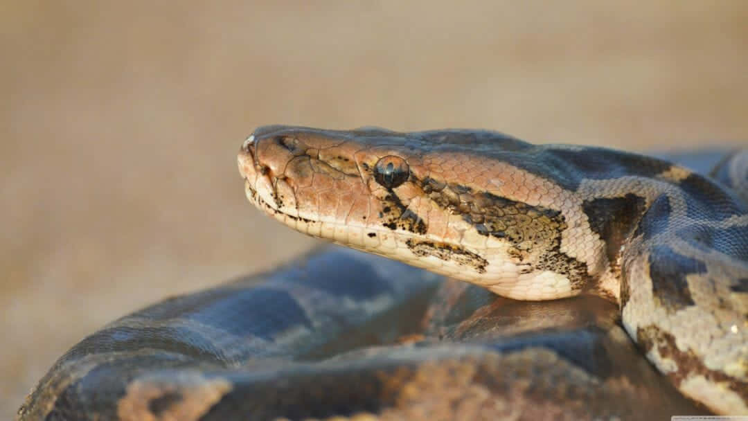 python, rocks, warm earthy tones, SD Desktop Wallpaper