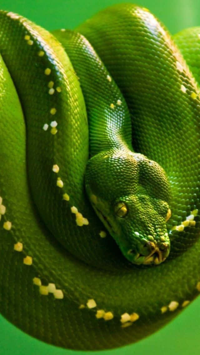 tree python, vibrant green, yellow speckles, SD Phone Wallpaper