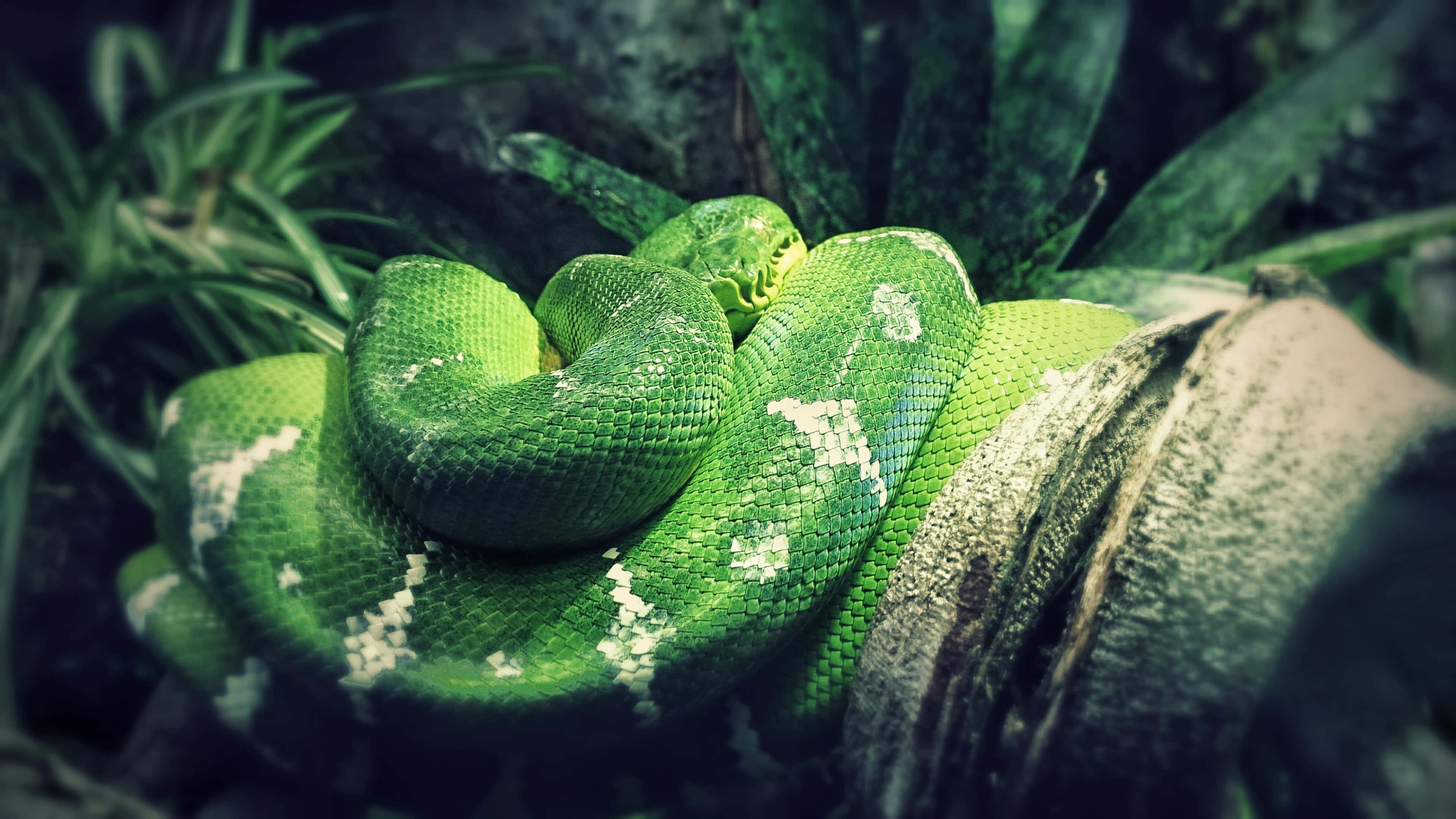 tree python, green, mossy branch, 4K Desktop Wallpaper