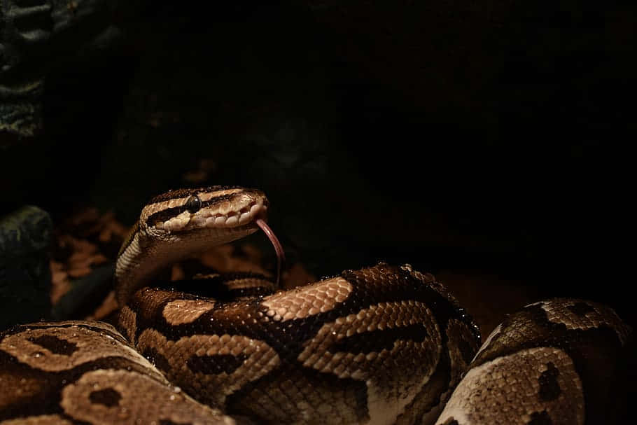python, shadow, tongue flicking, SD Desktop Wallpaper