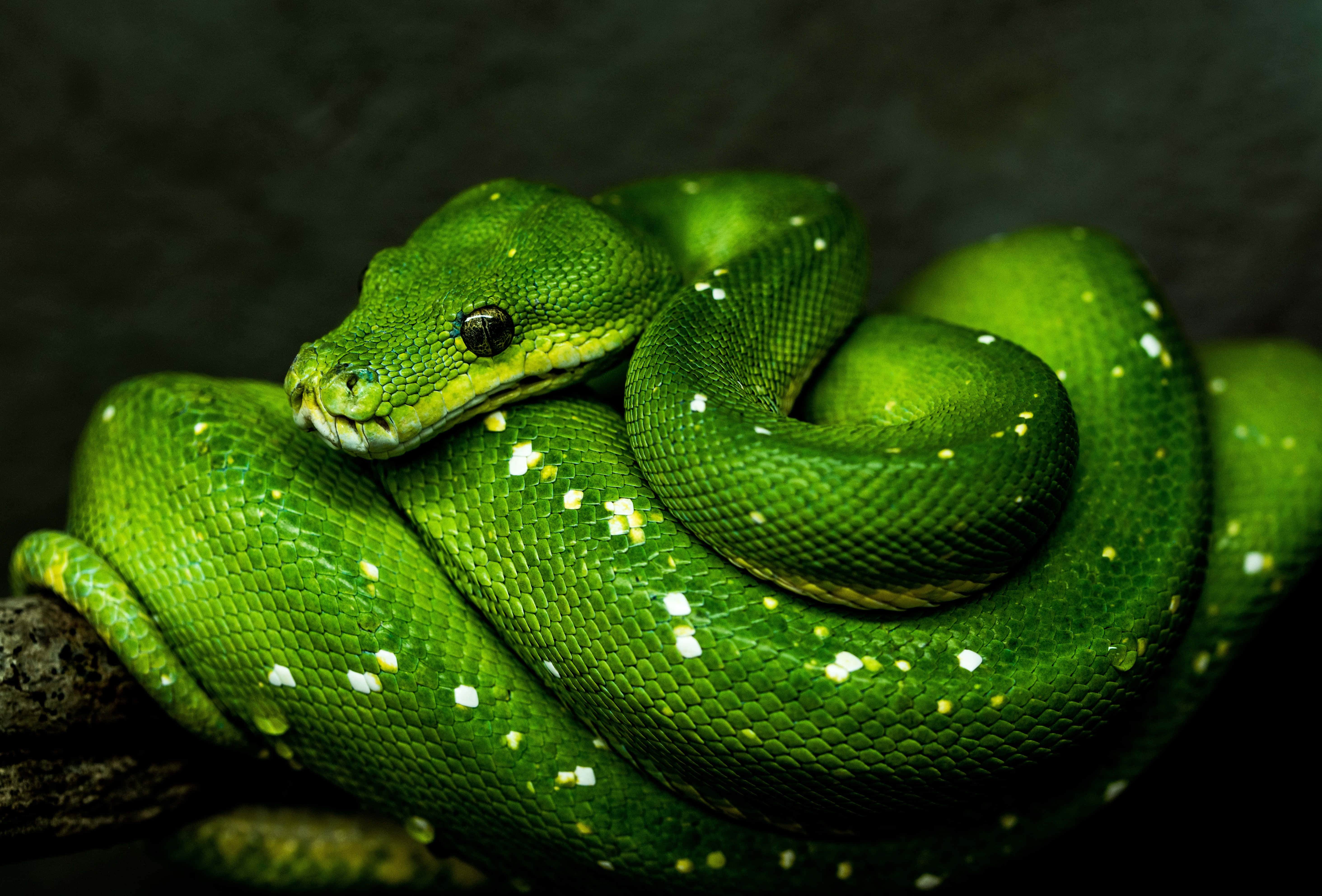 tree python, green, branch, 5K Desktop Wallpaper