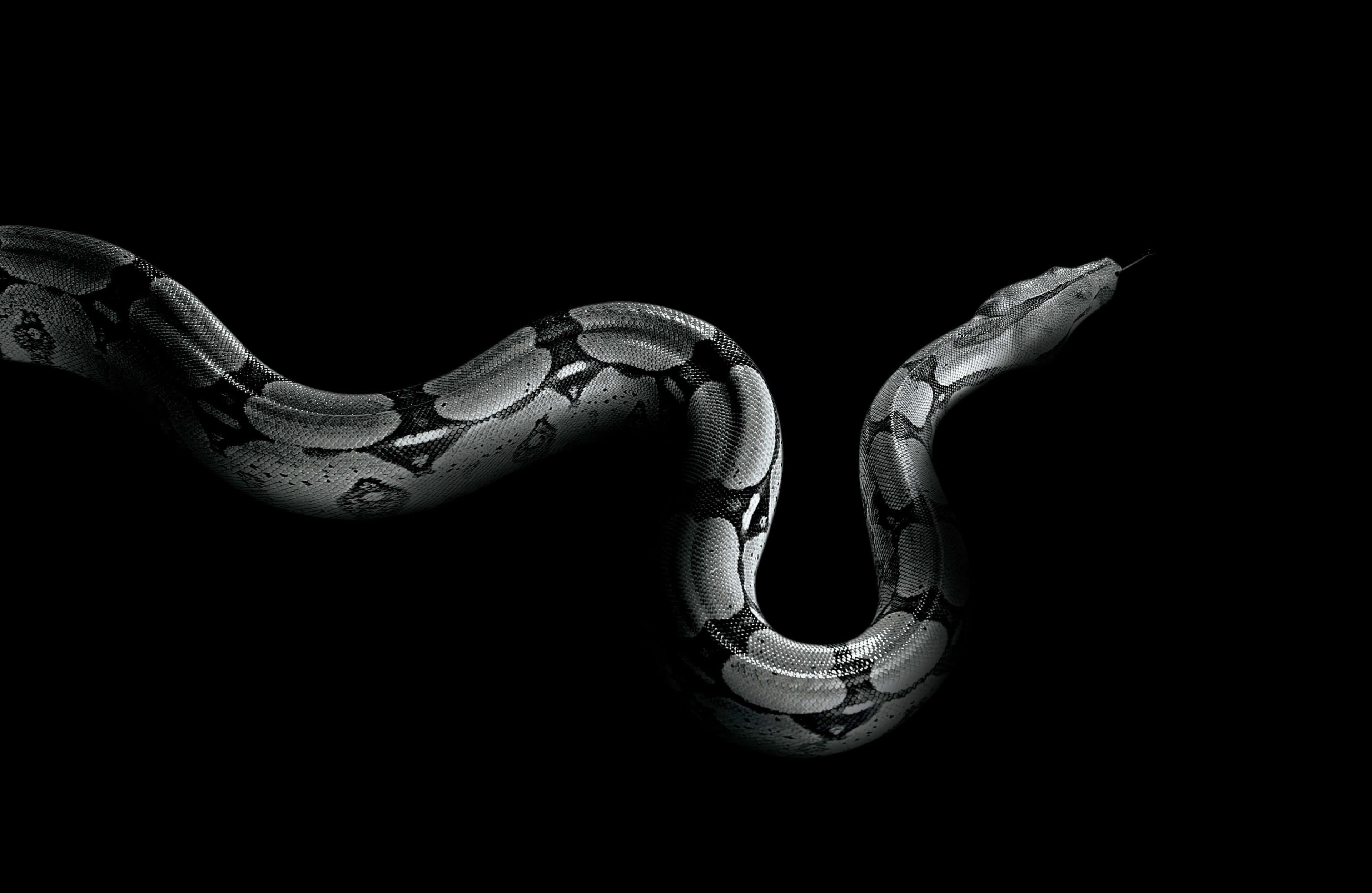 Python, black and white, coils, 4K Desktop Wallpaper