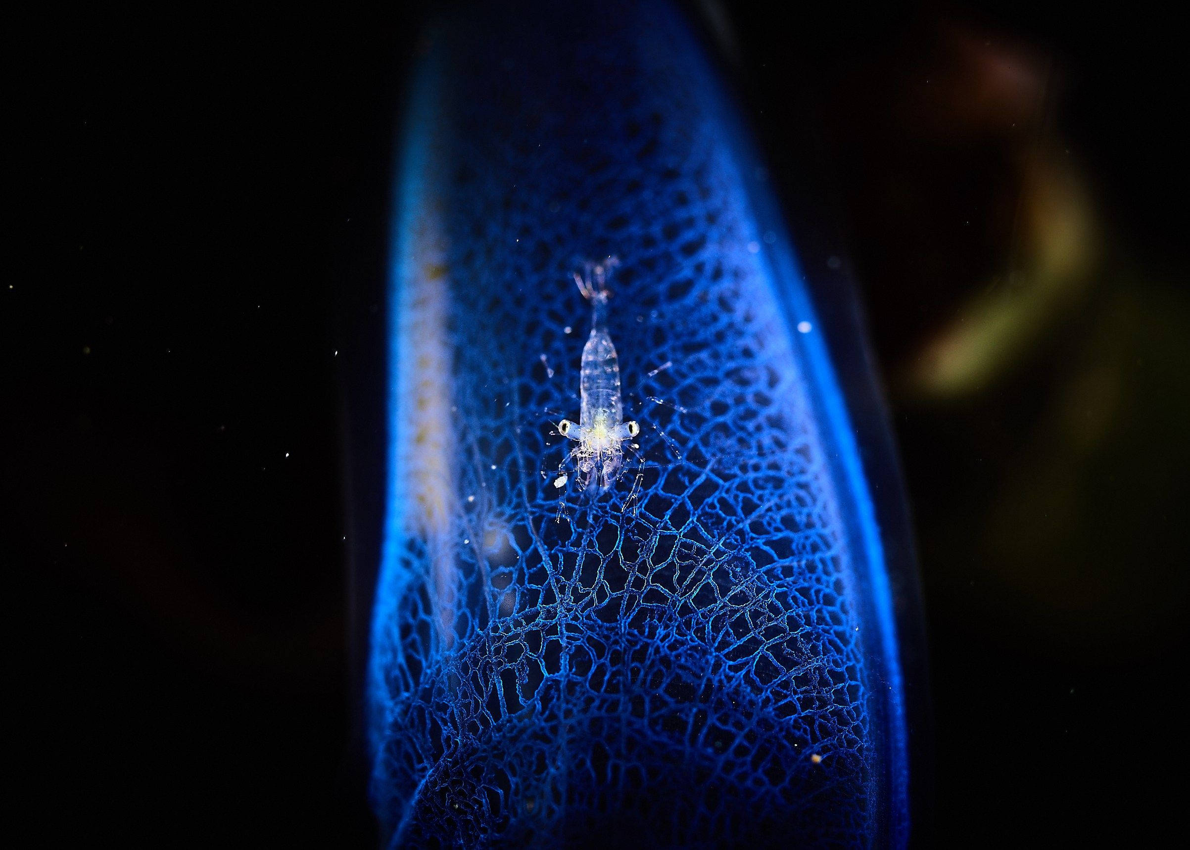 QHD, blue, plankton, Full HD Desktop Wallpaper