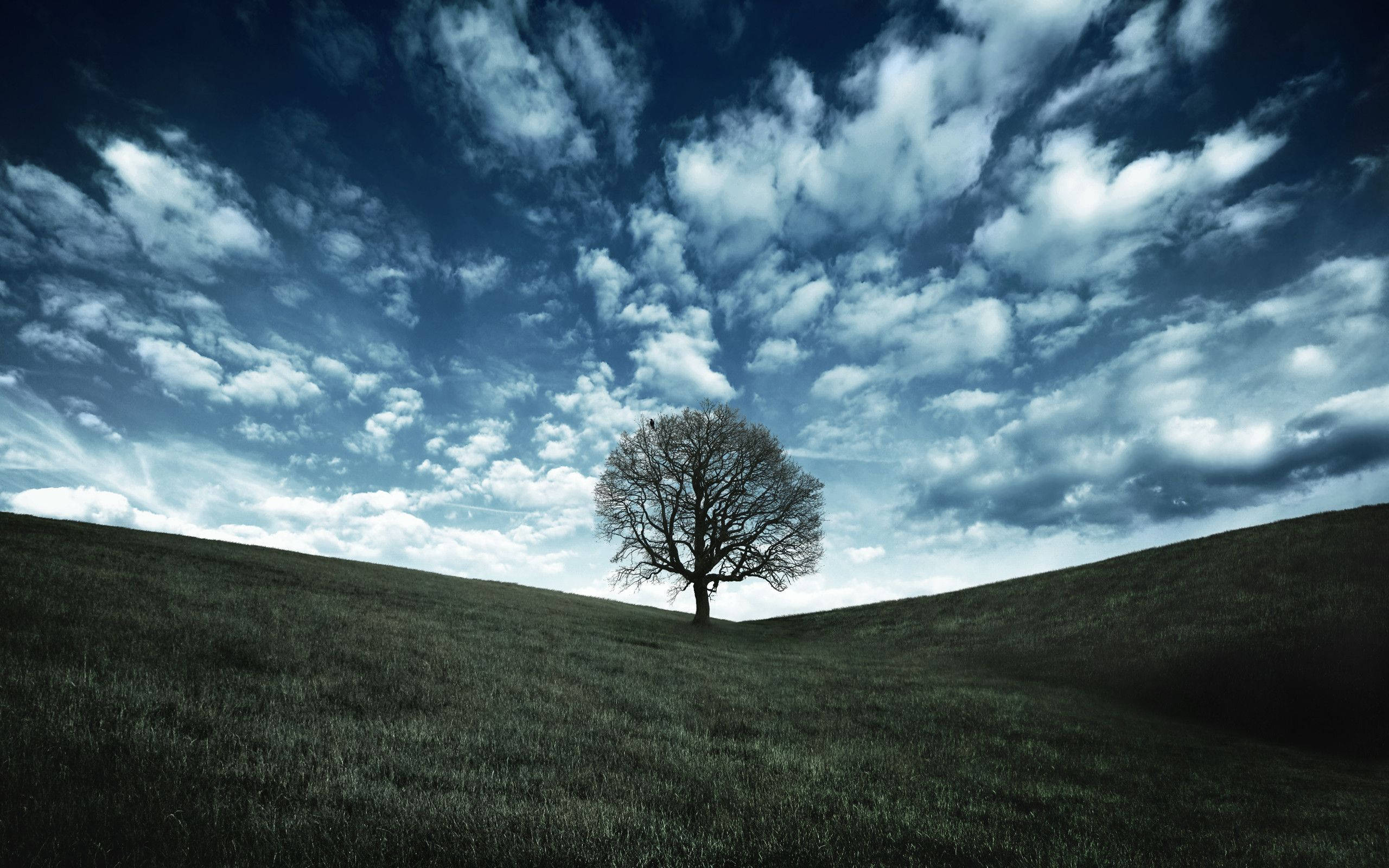 QHD, green pasture, bare tree, 2K Desktop Wallpaper