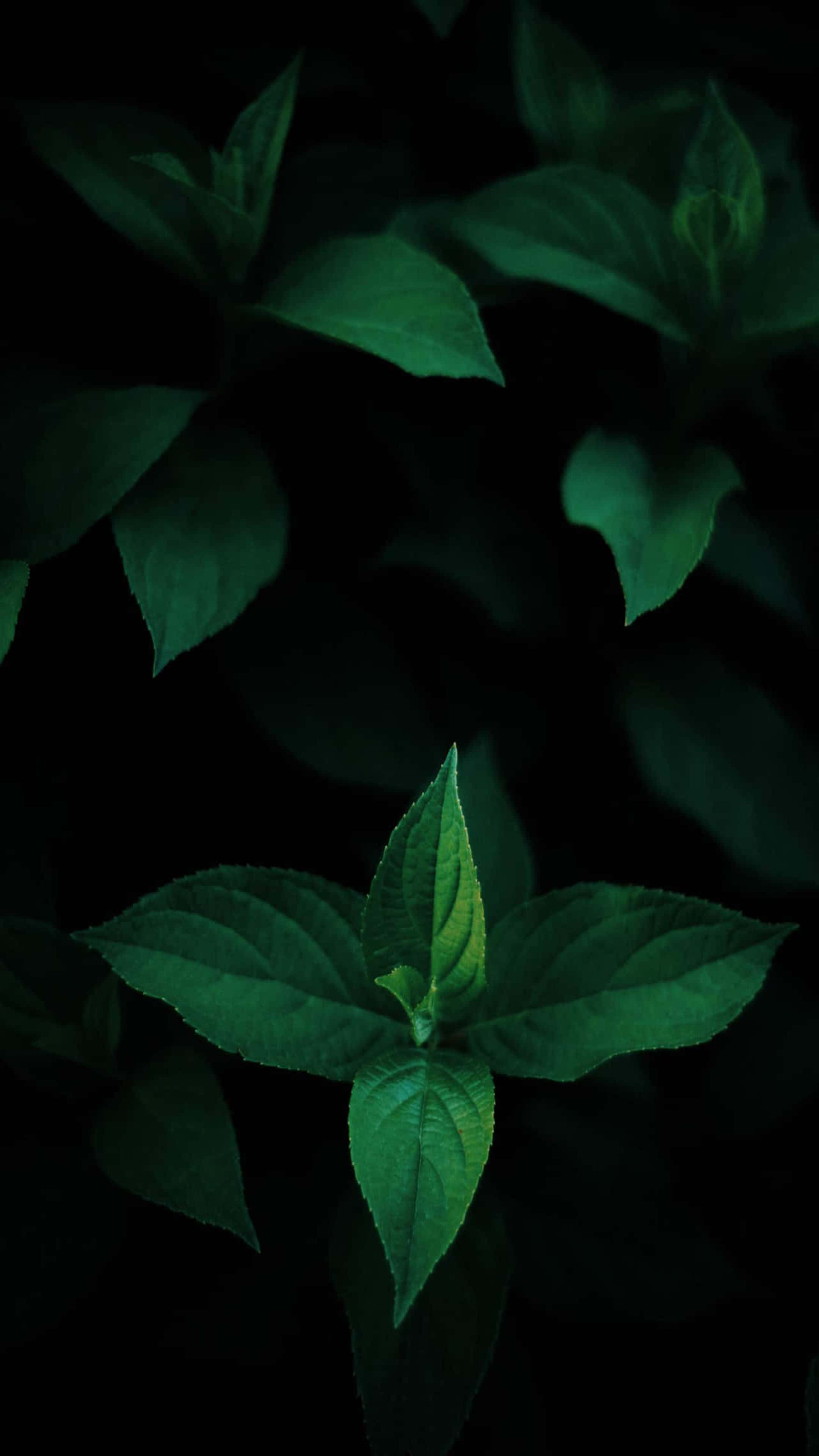QLED, 2160 x 3840, emerald, 4K Phone Wallpaper