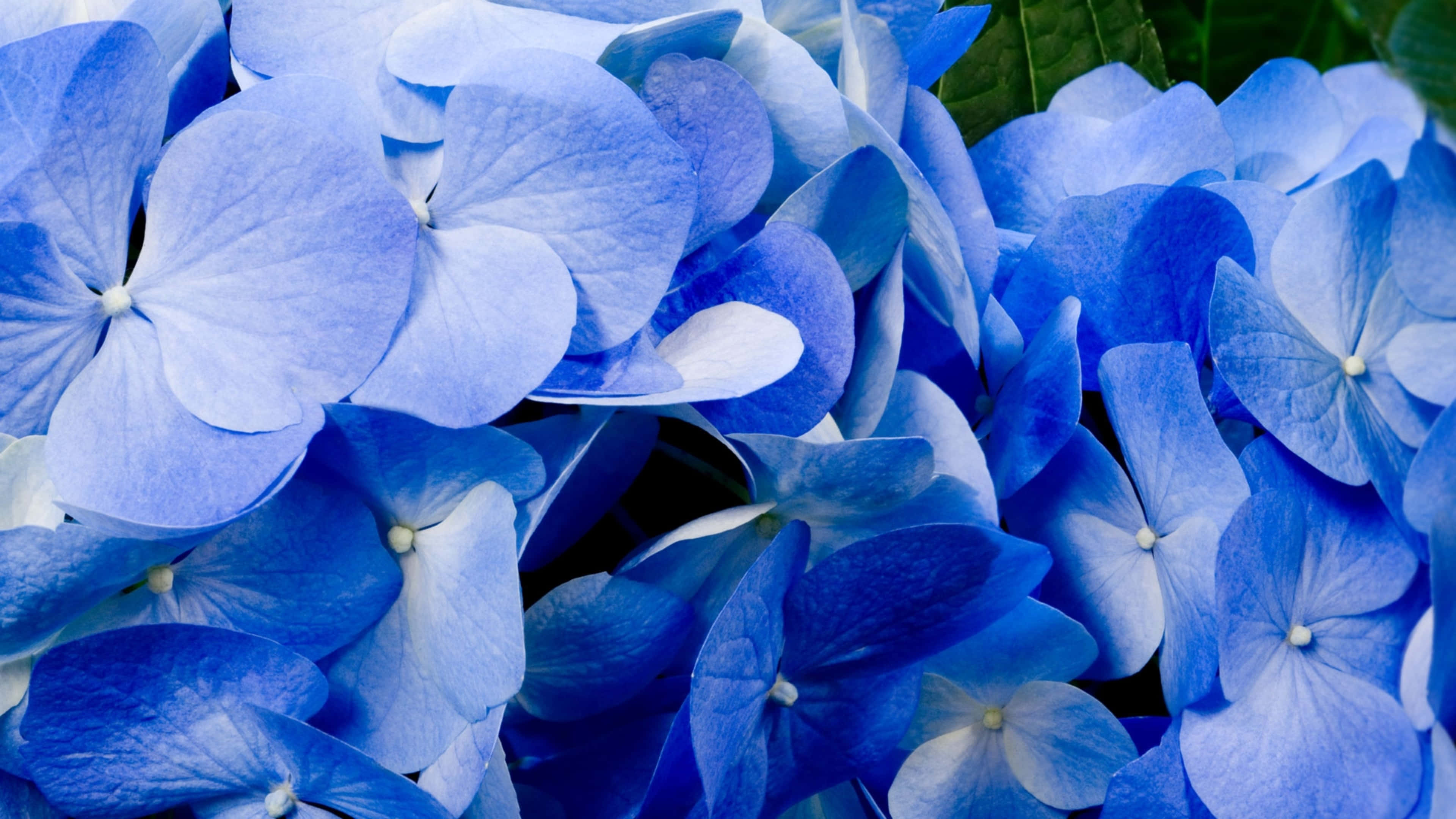 QLED, 3840 x 2160, vibrant blue hydrangea, 4K Desktop Wallpaper