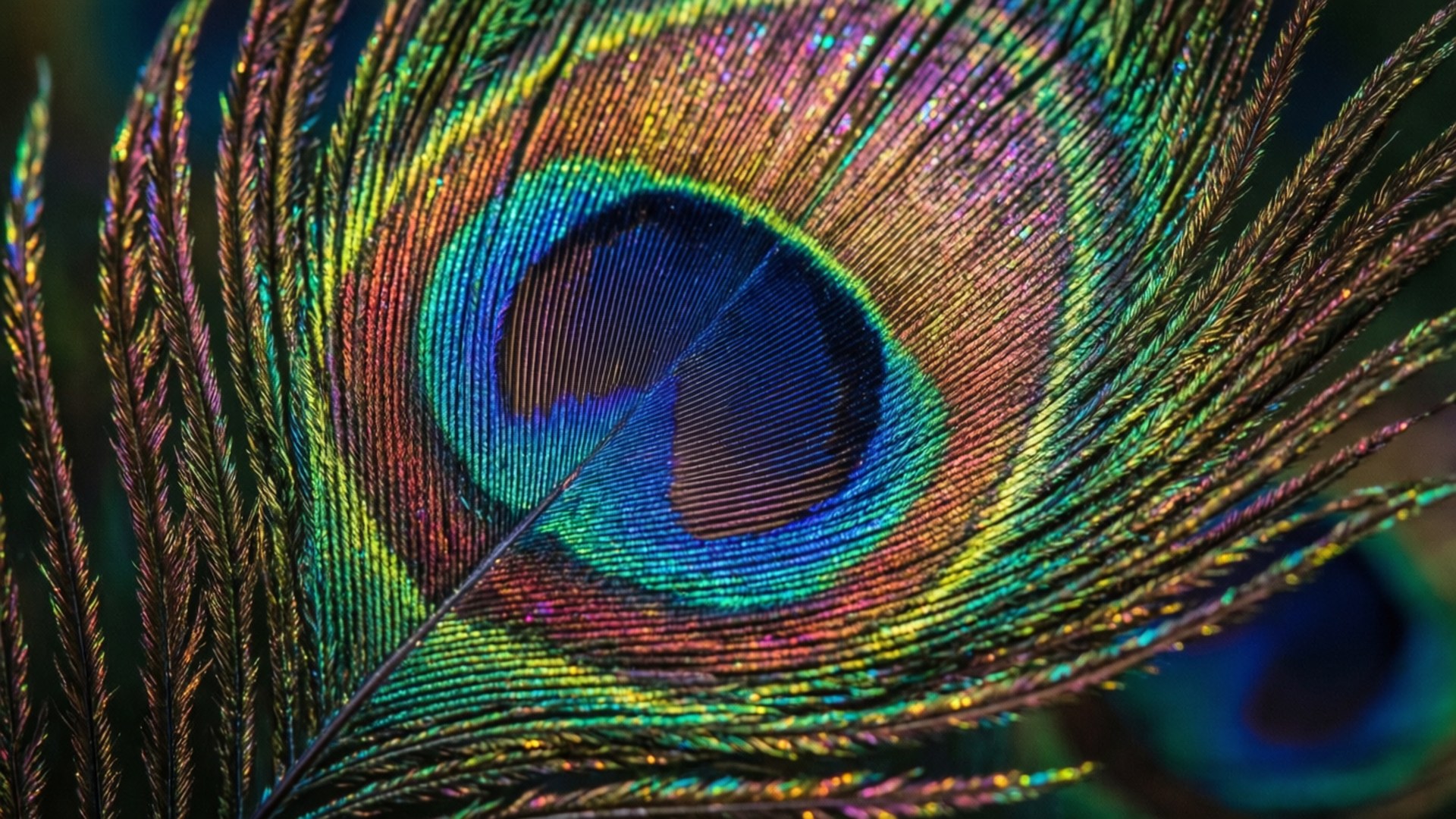 peacock feather, macro shot, iridescent shimmer, Full HD Desktop Wallpaper
