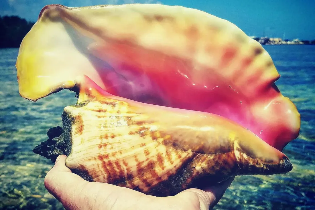 Queen Conch
