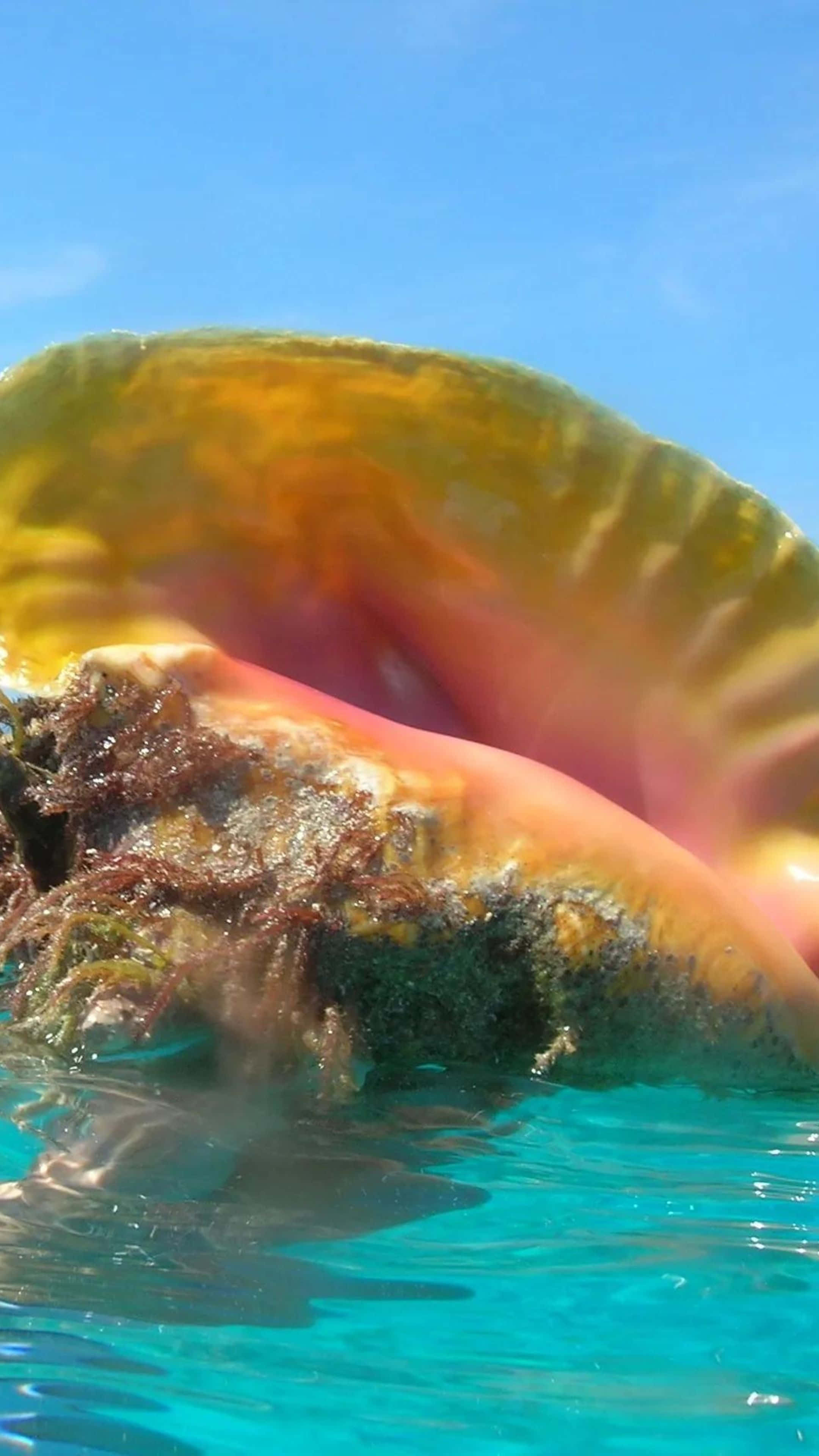 Queen Conch, turquoise water, clear blue sky, 4K Phone Wallpaper
