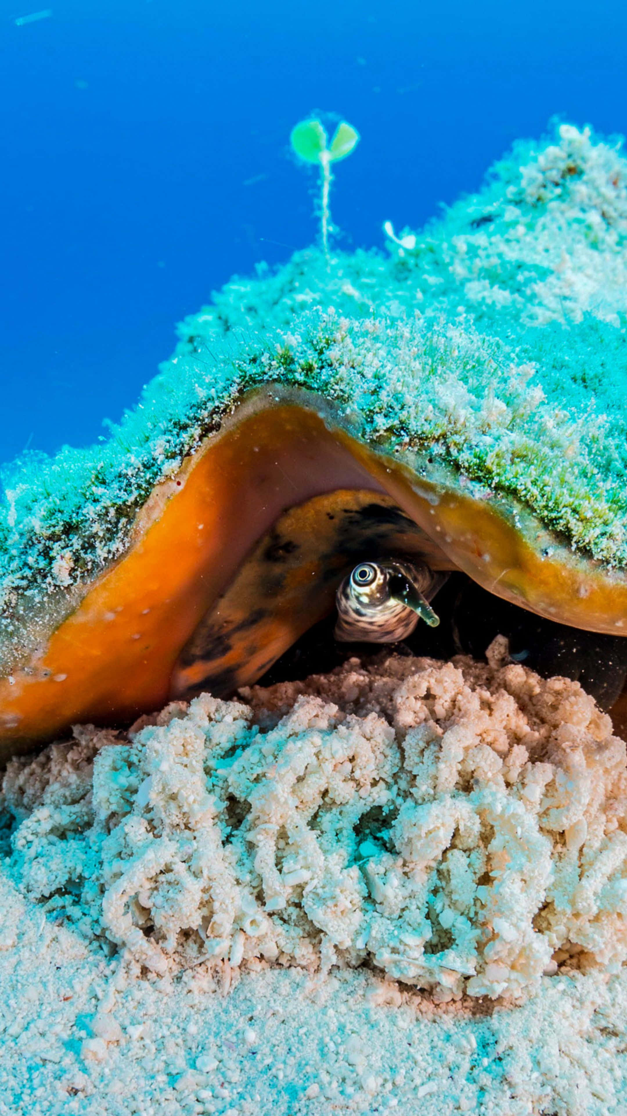 Queen Conch, orange shell, sandy coral reef, 4K Phone Wallpaper
