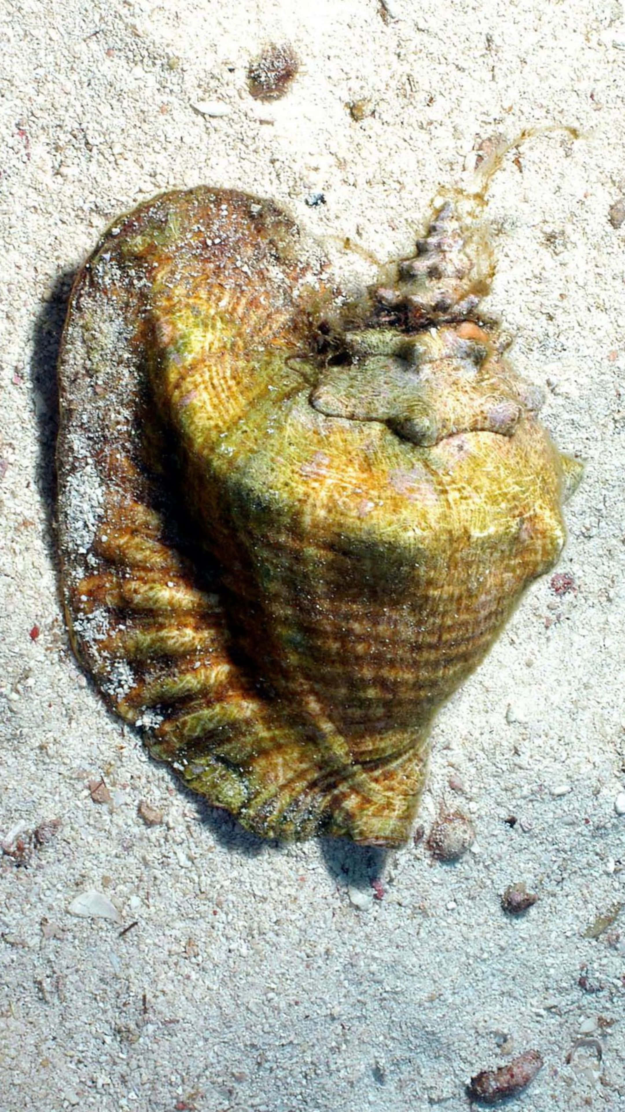 Queen Conch, sandy bottom, greenish brown hues, 4K Phone Wallpaper