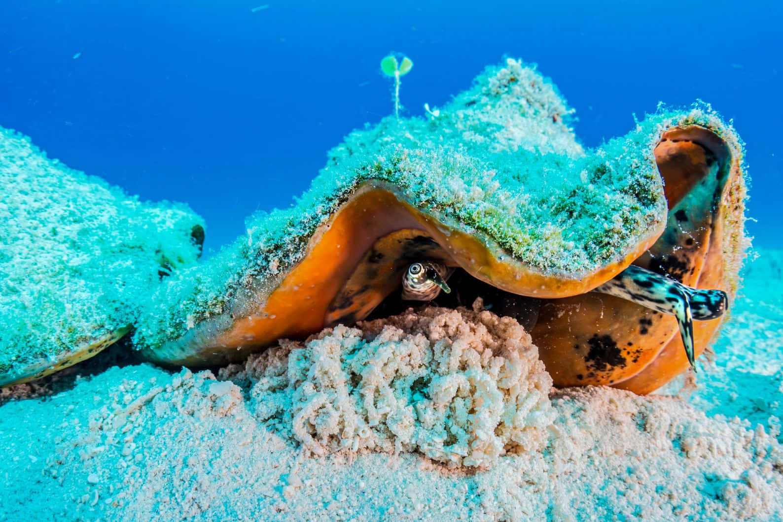 Queen Conch, underwater habitat, vibrant orange giant clam, HD Desktop Wallpaper
