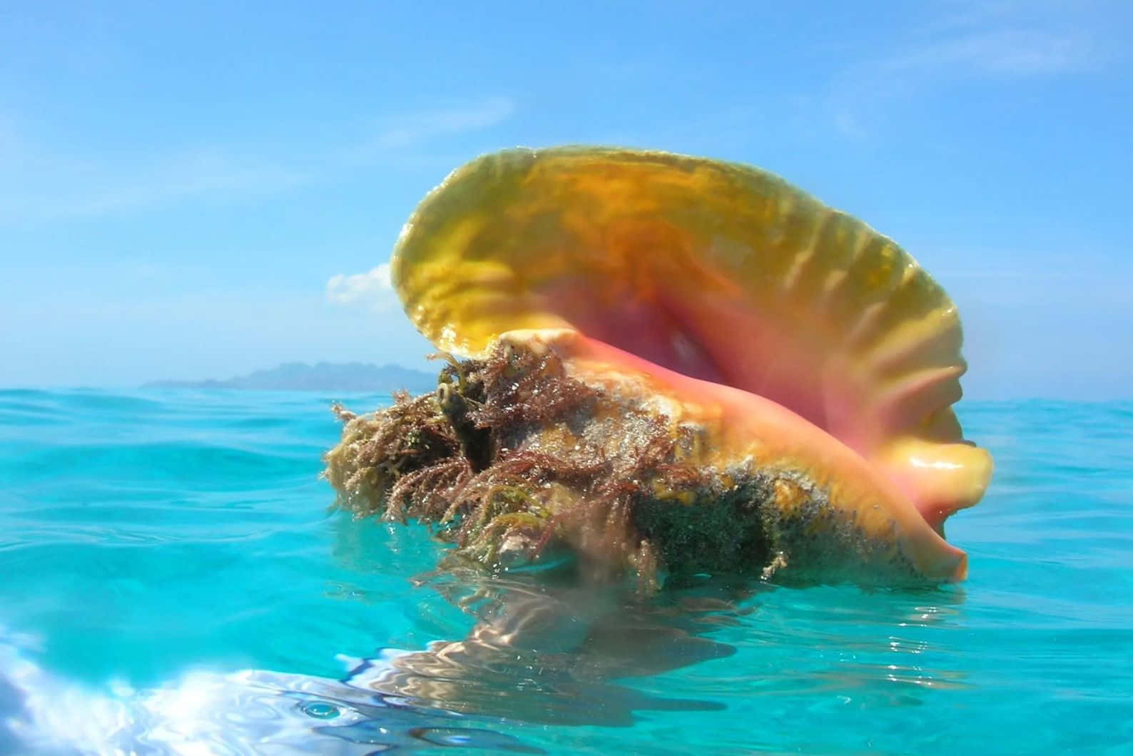 Queen Conch, crystal blue water, turquoise water, HD Desktop Wallpaper