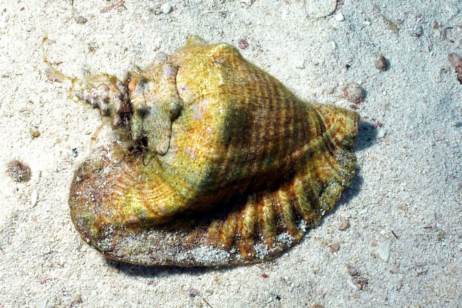 Queen Conch, sandy bottom, yellow brown and green hues, HD Desktop Wallpaper
