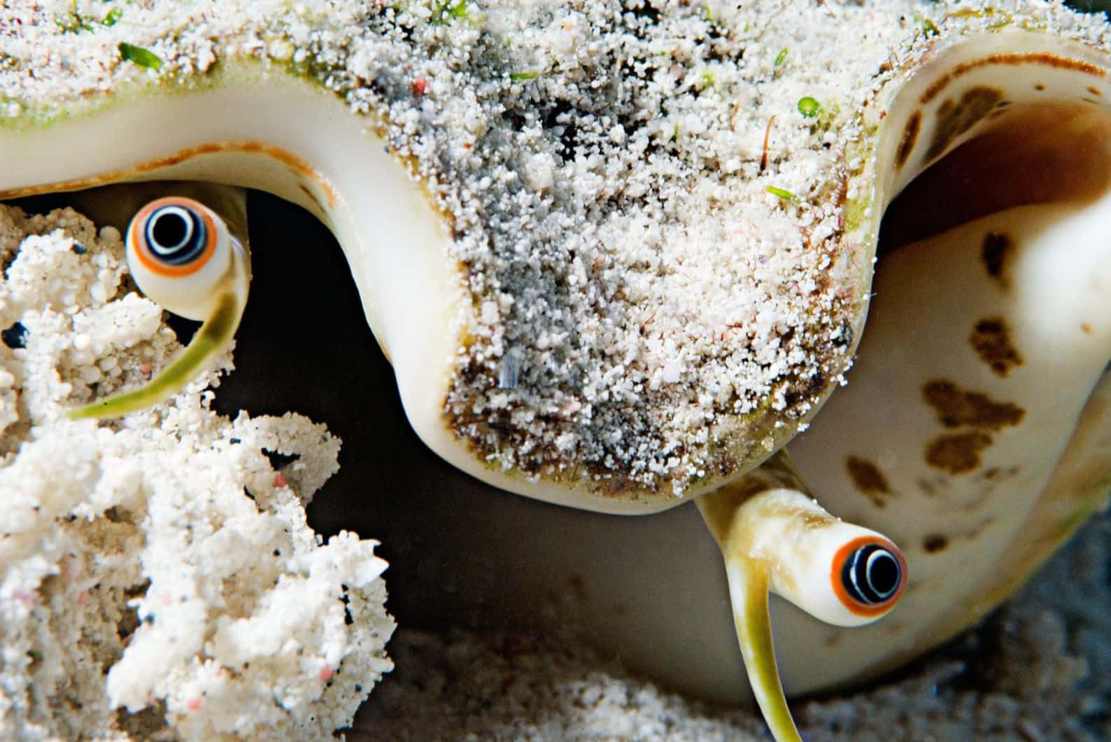 Queen Conch, giant clam, mantle, HD Desktop Wallpaper