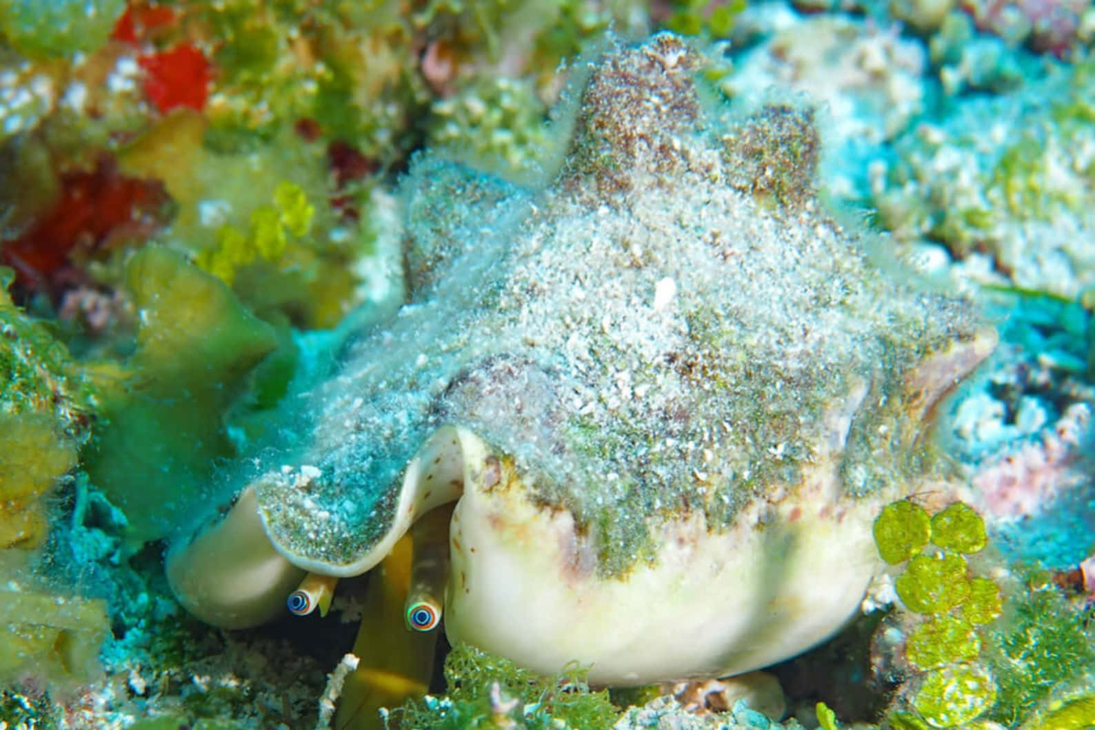 Queen Conch, coral reef, algae, HD Desktop Wallpaper