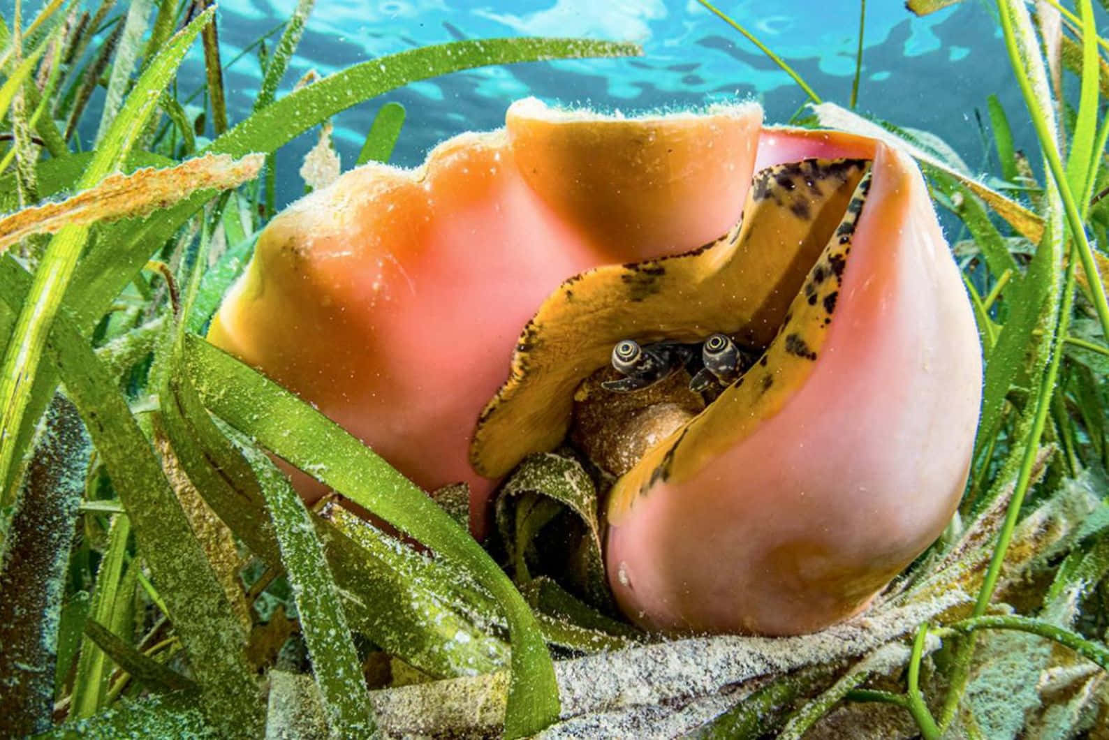 Queen Conch, seagrass, hermit crab, HD Desktop Wallpaper