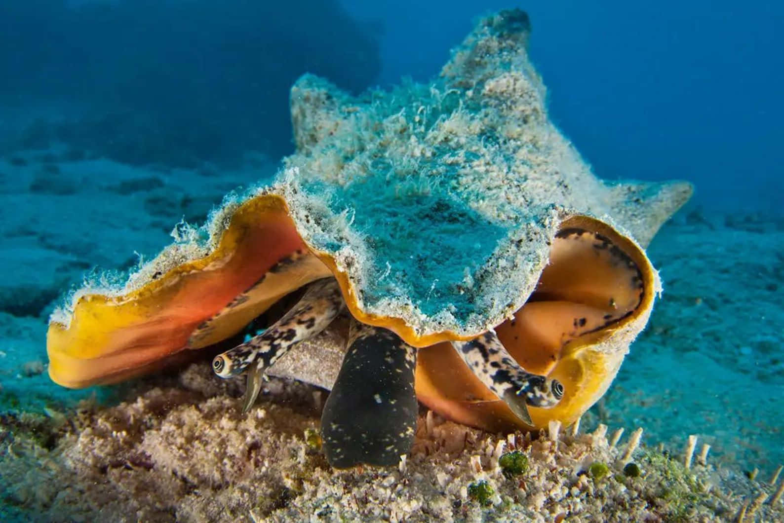 Queen Conch, underwater habitat, hermit crab, HD Desktop Wallpaper