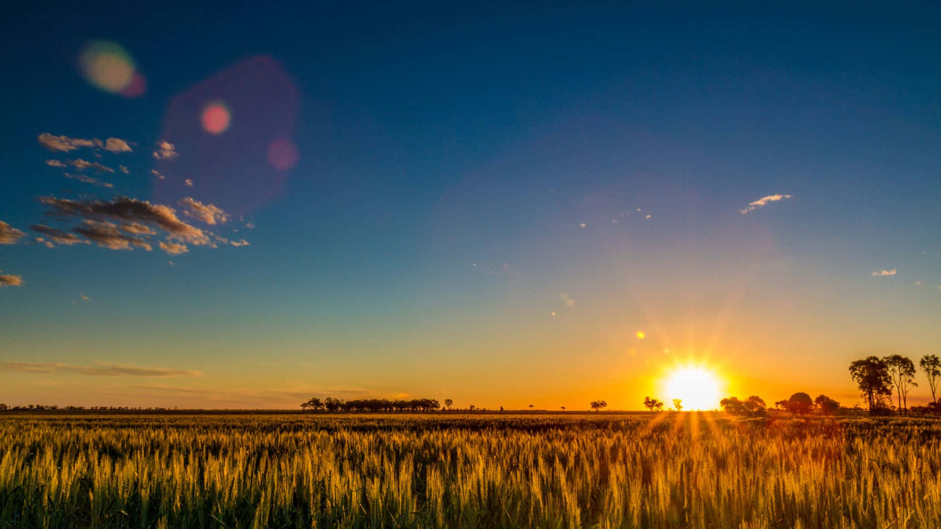 Queensland, golden wheat field, vibrant sunset sky, Full HD Desktop Wallpaper