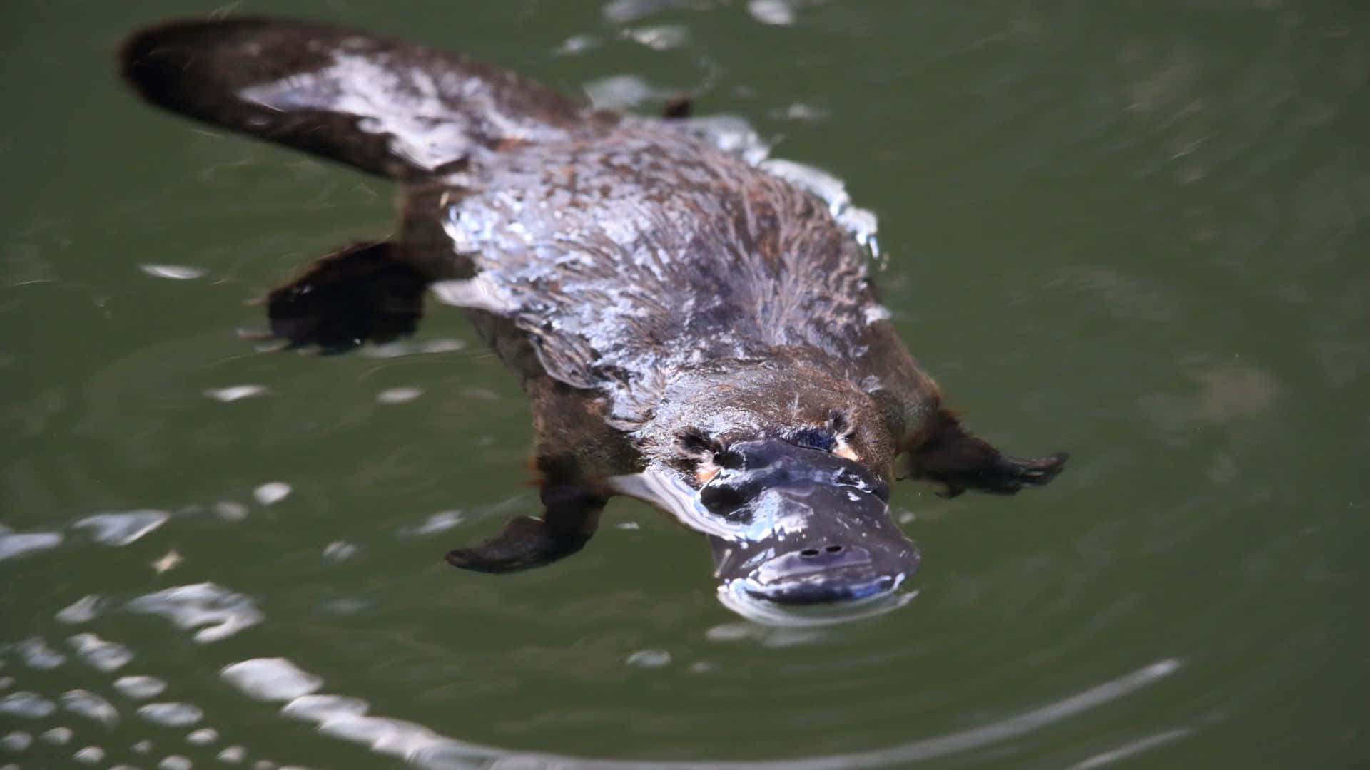 platypus, murky green water, distinctive bill, Full HD Desktop Wallpaper