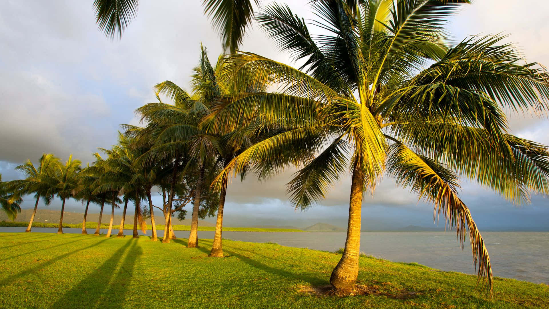 Queensland, palm trees, green lawn, Full HD Desktop Wallpaper