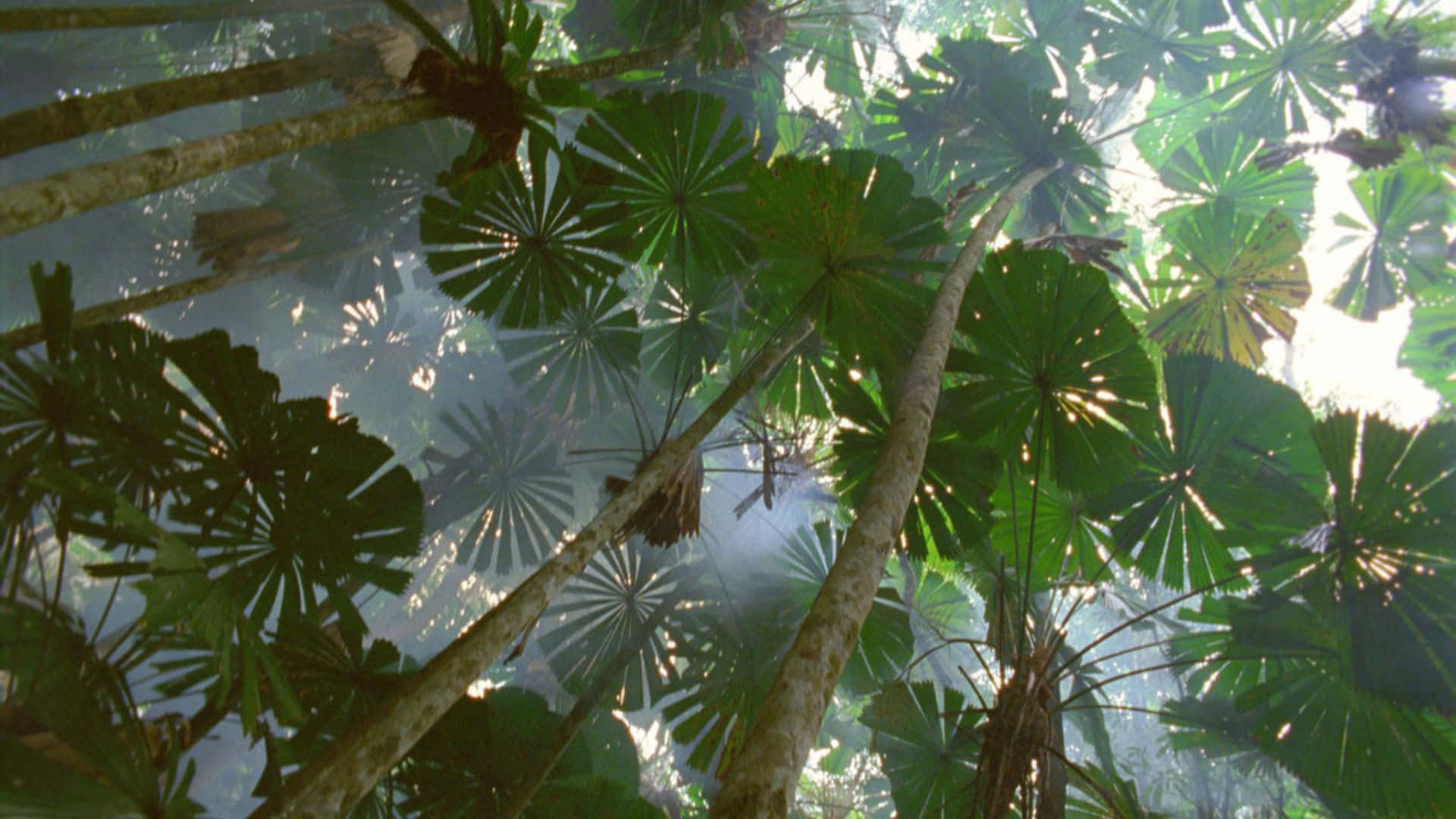 Queensland, sunlight, dense fan-shaped palm leaves, Full HD Desktop Wallpaper