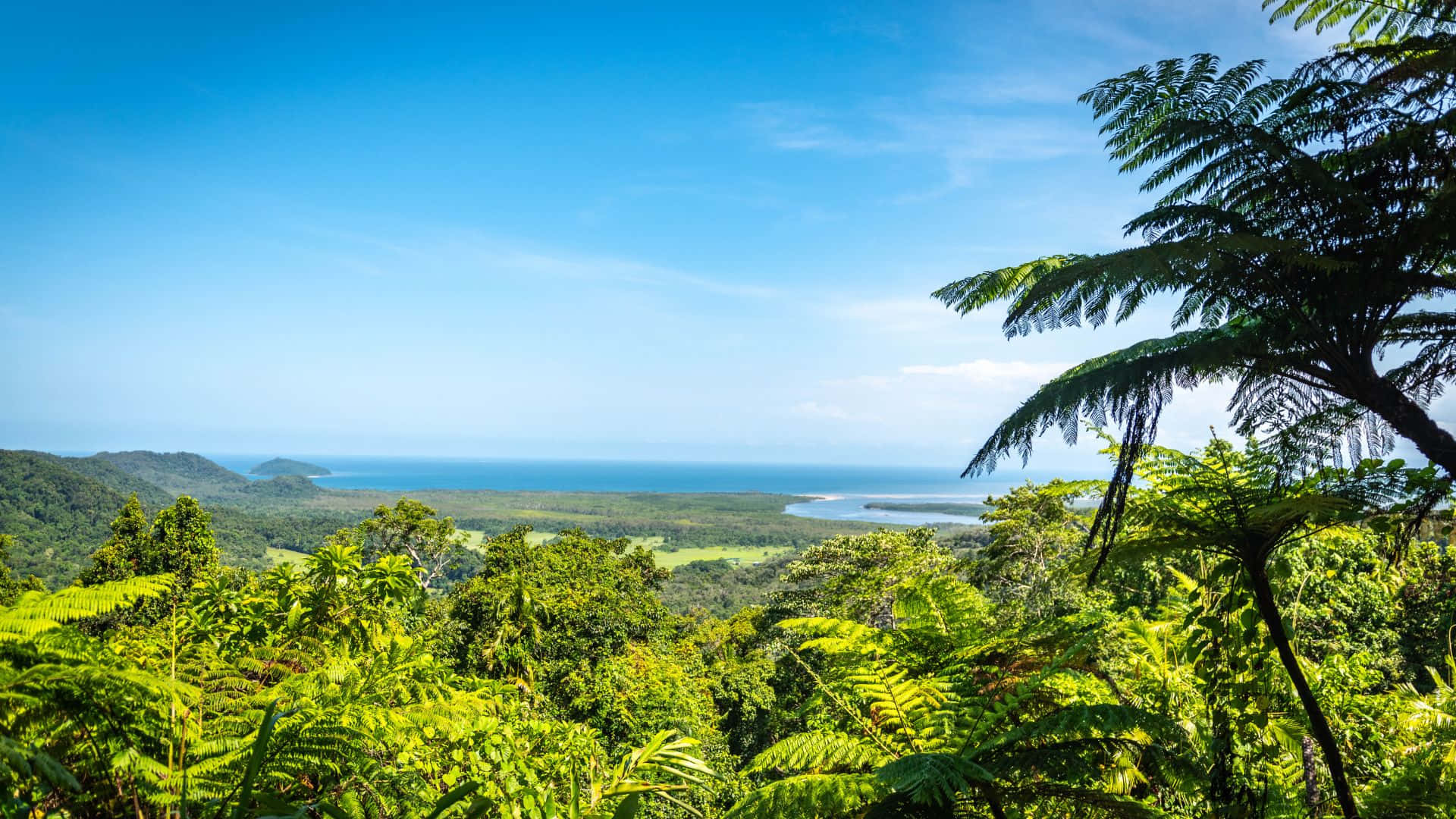 Queensland, lush green ferns, dense jungle hills, Full HD Desktop Wallpaper
