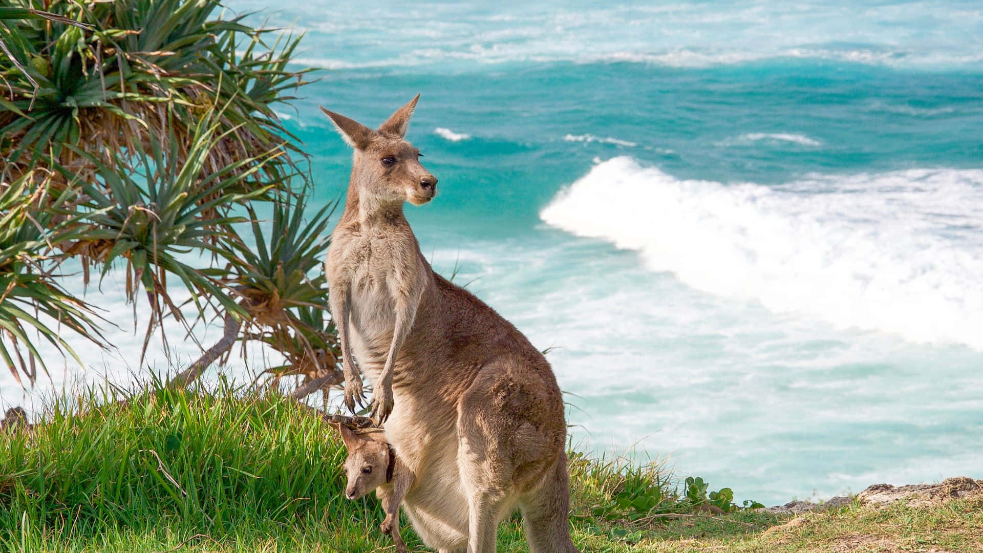 mother kangaroo, joey, grassy cliff, Full HD Desktop Wallpaper
