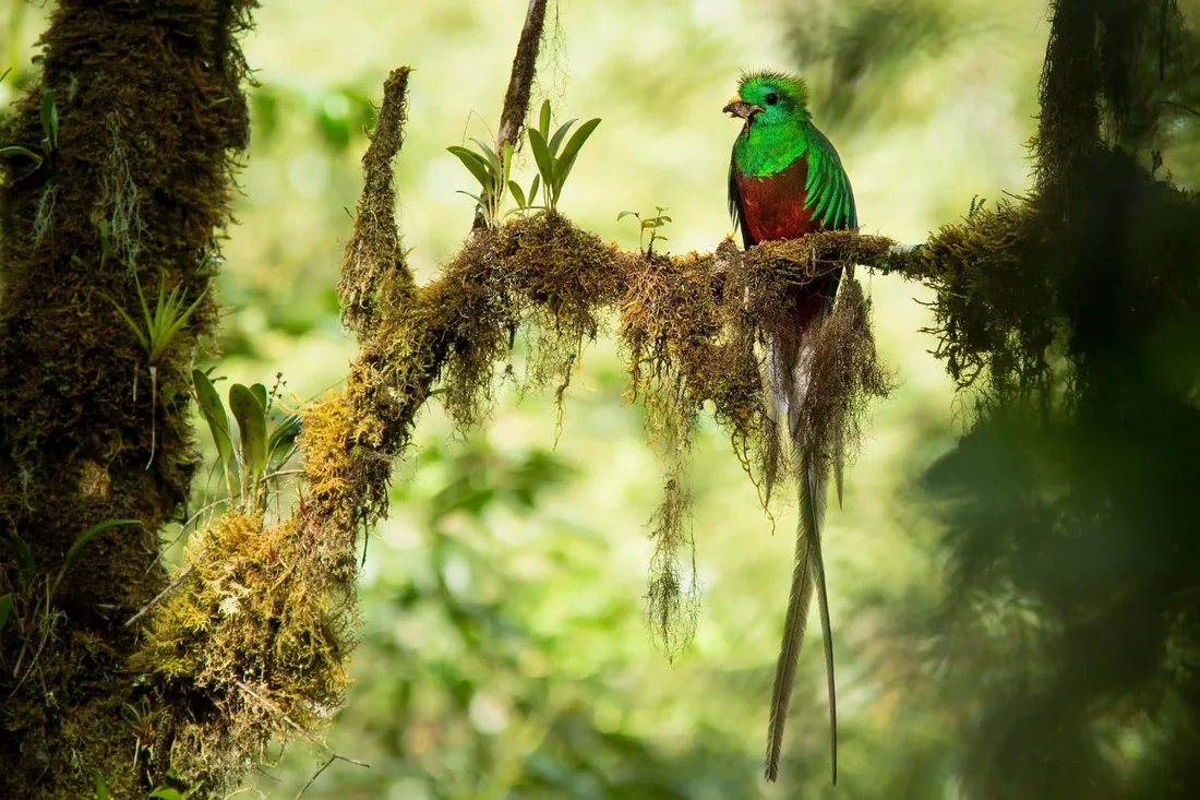 Quetzal