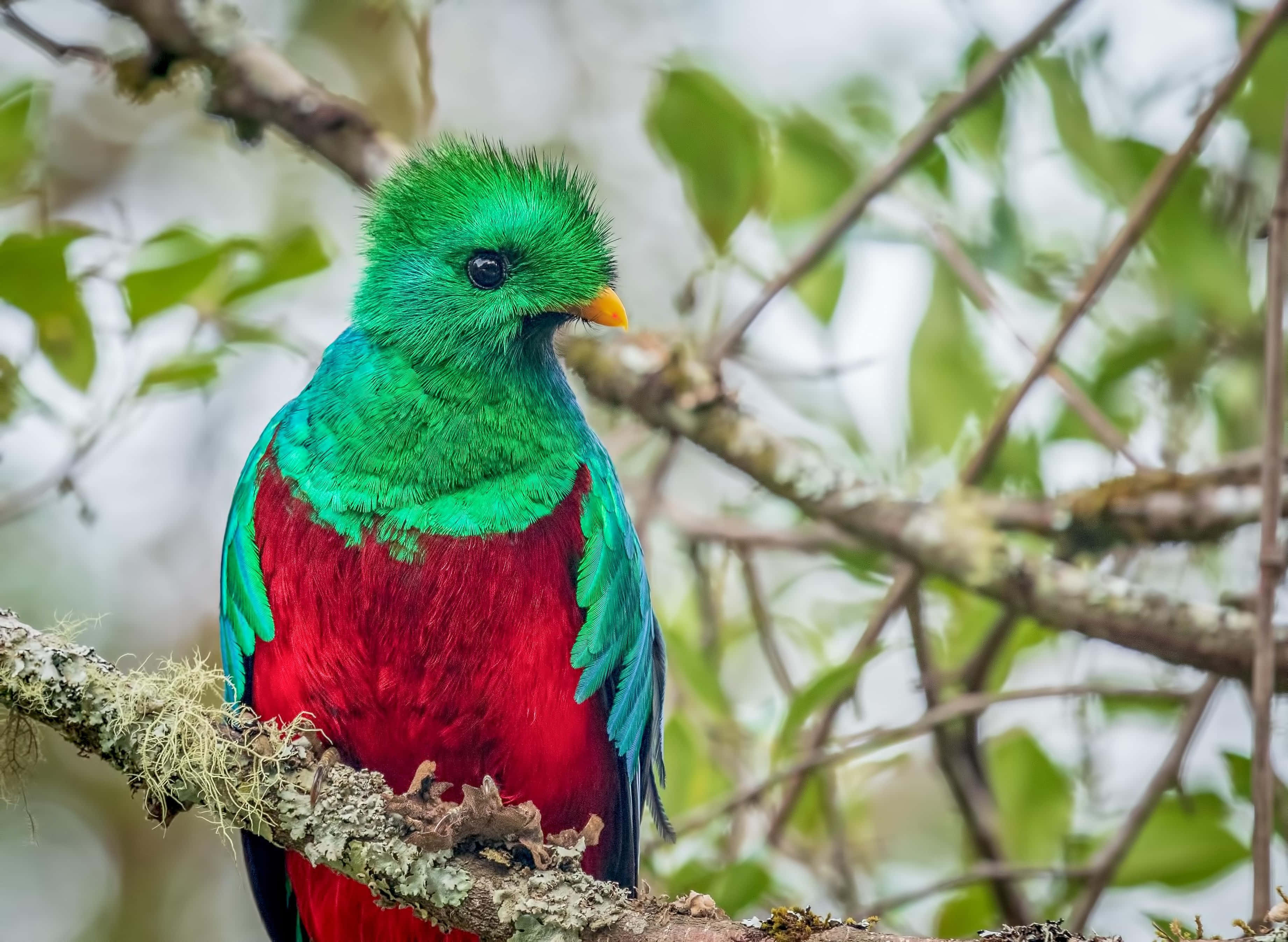 quetzal, emerald green head, fiery red chest, 2K Desktop Wallpaper