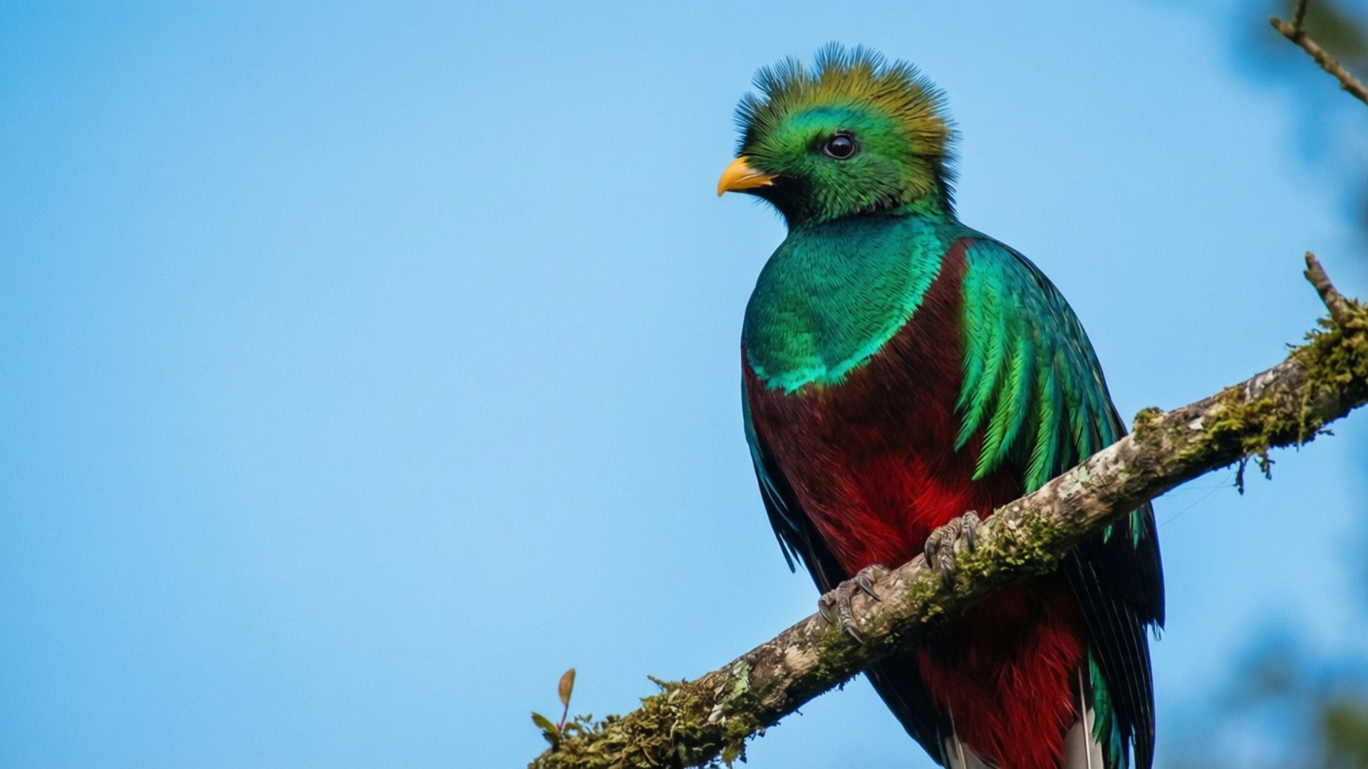 Quetzal, branch, bright blue sky, Full HD Desktop Wallpaper