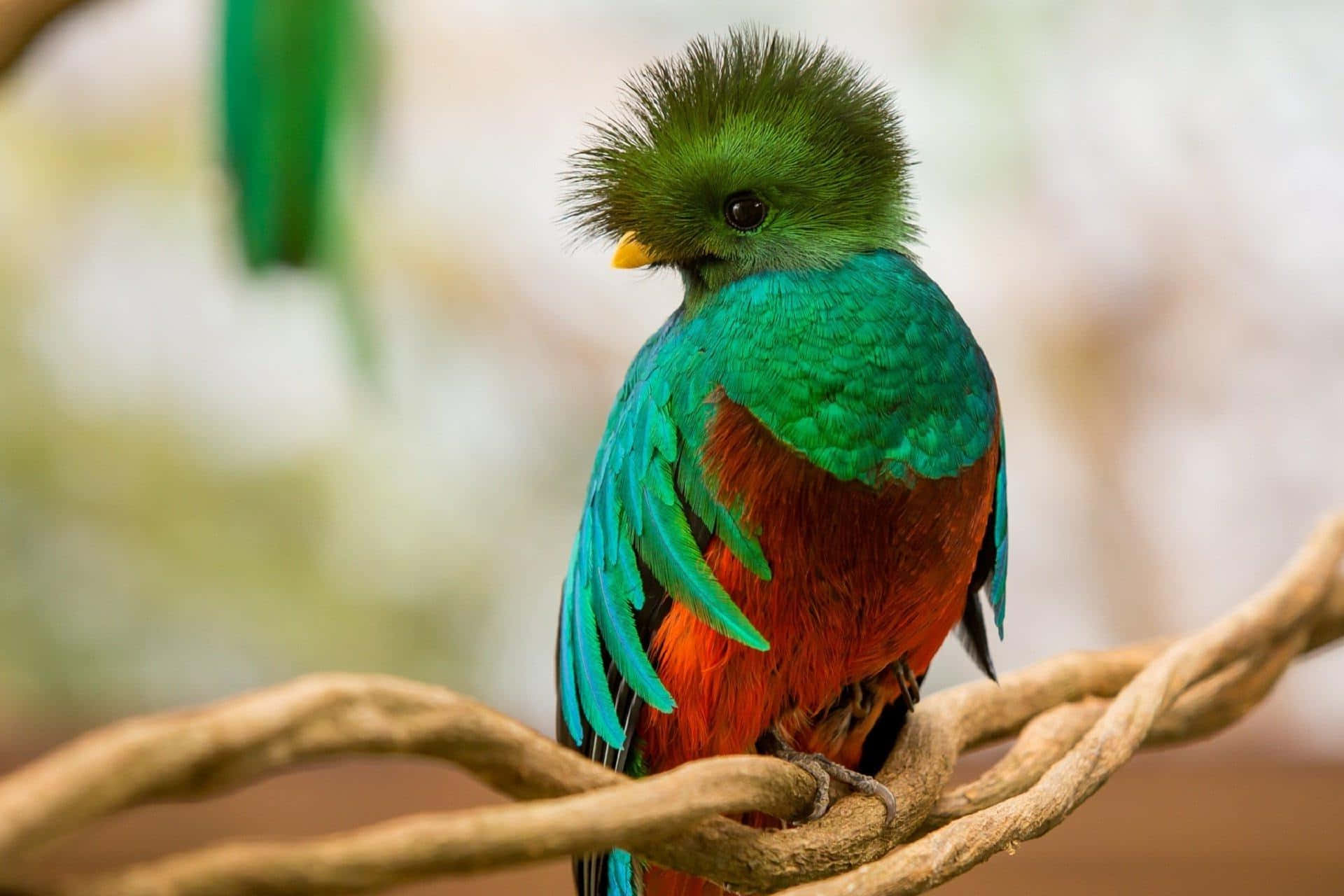 quetzal, green crest, turquoise wings, Full HD Desktop Wallpaper