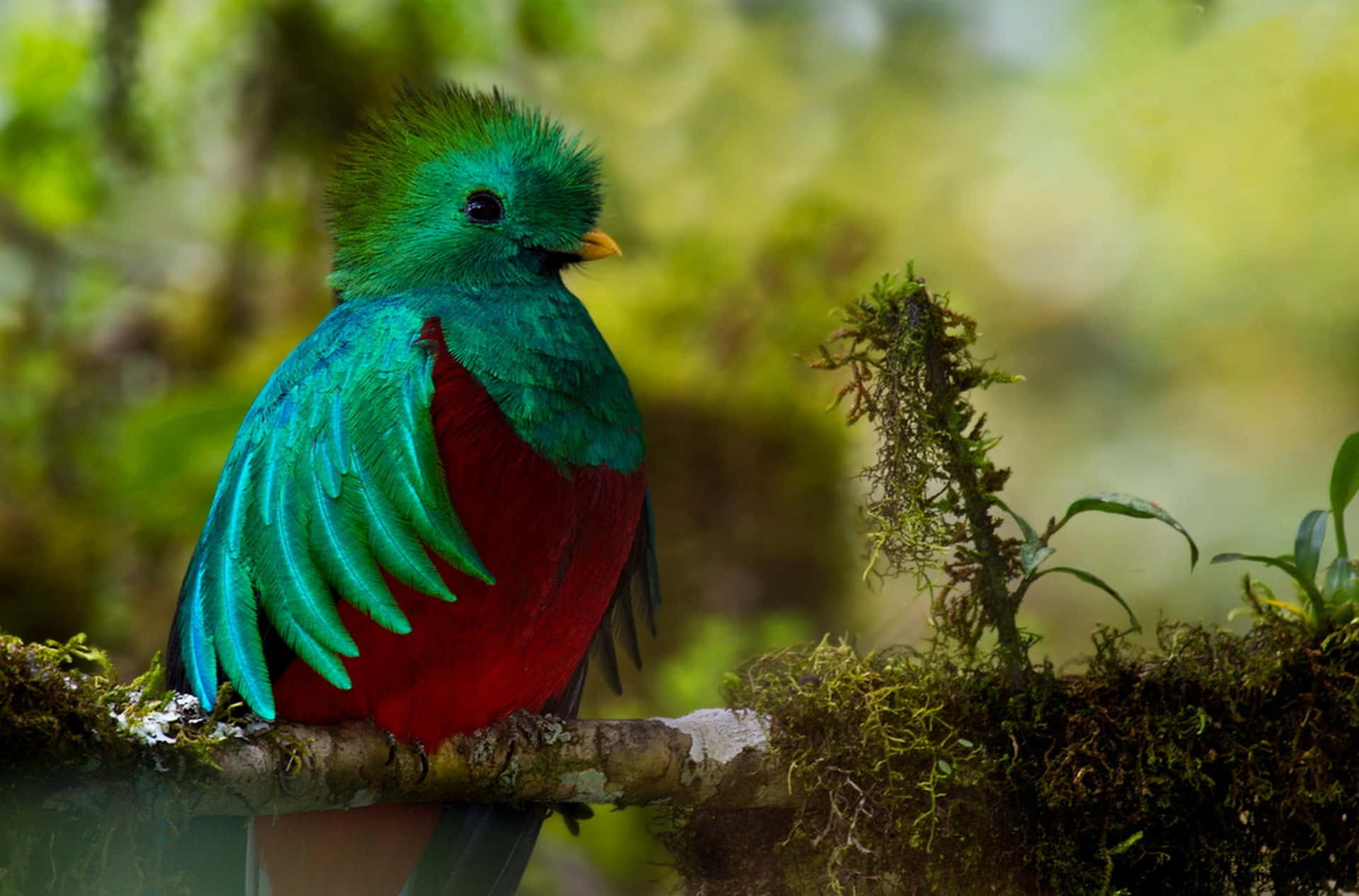 quetzal, iridescent green and red plumage, mossy branch, Full HD Desktop Wallpaper