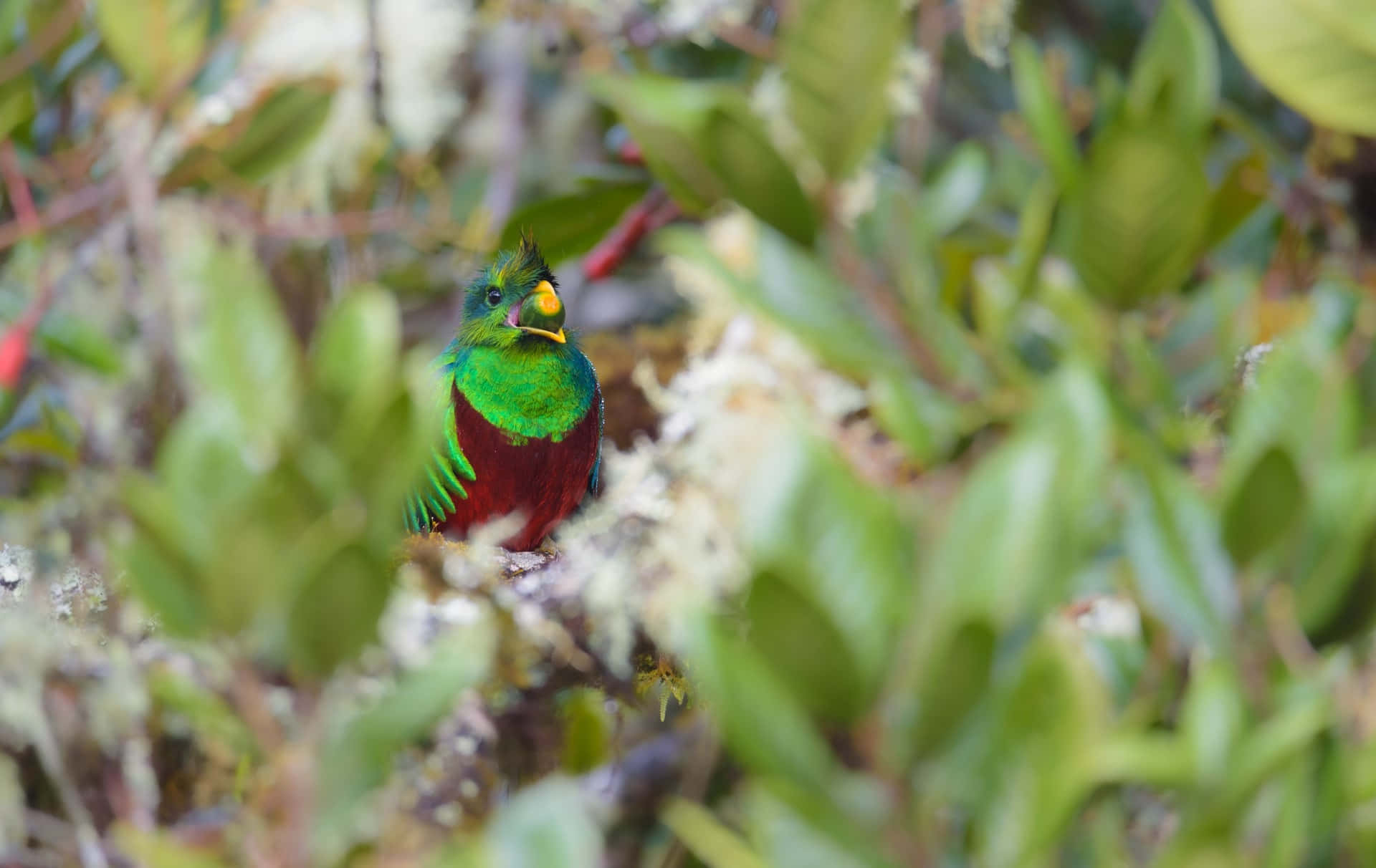 quetzal, green head, red chest, Full HD Desktop Wallpaper
