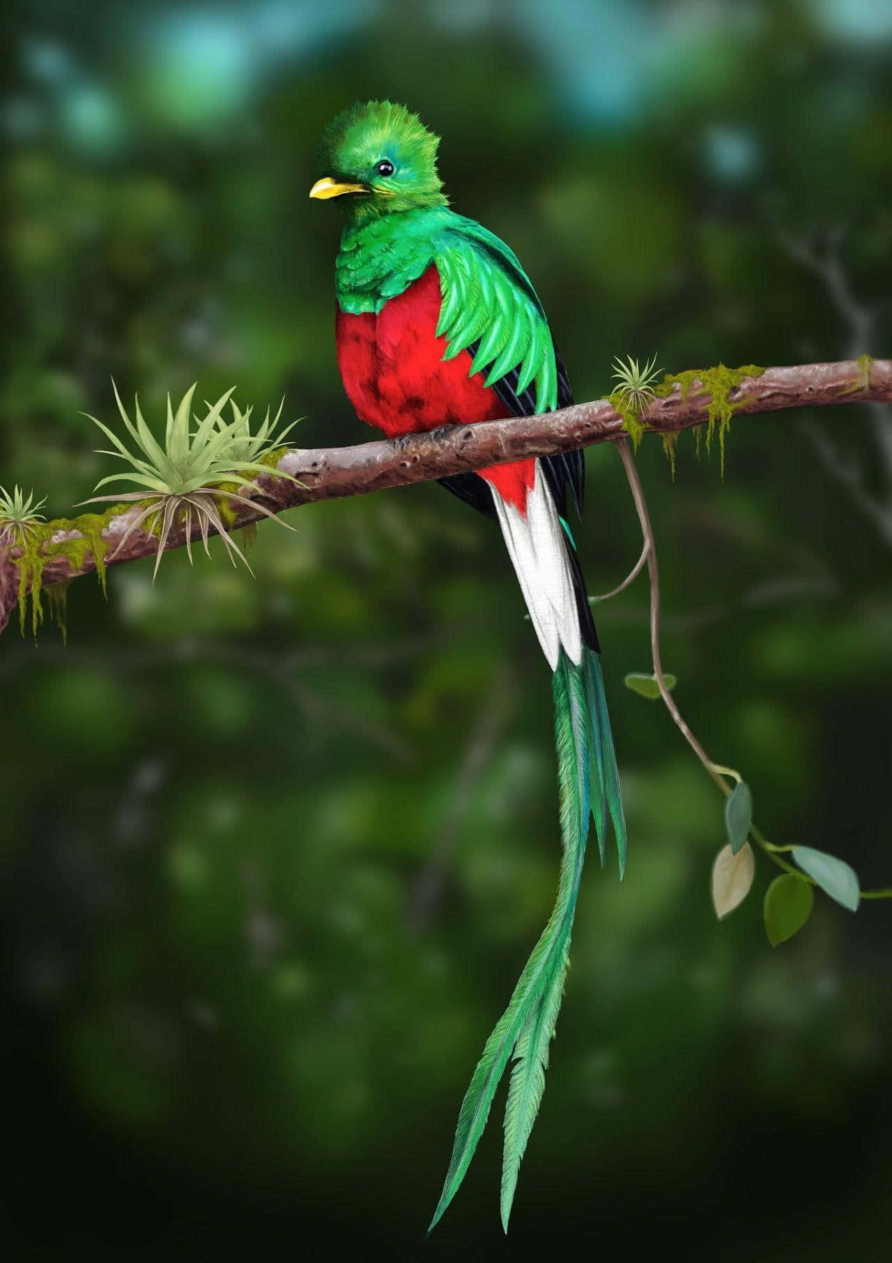 quetzal, green head, red chest, HD Phone Wallpaper