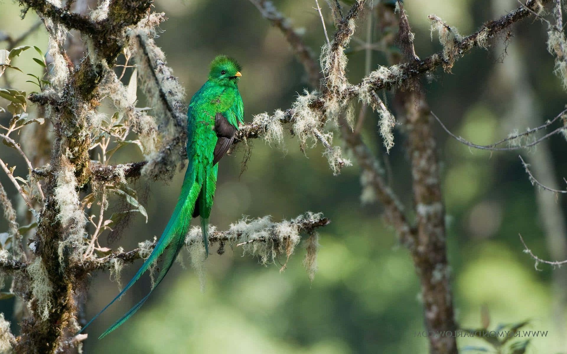 vibrant green quetzal, mossy branch, lush forest, Full HD Desktop Wallpaper
