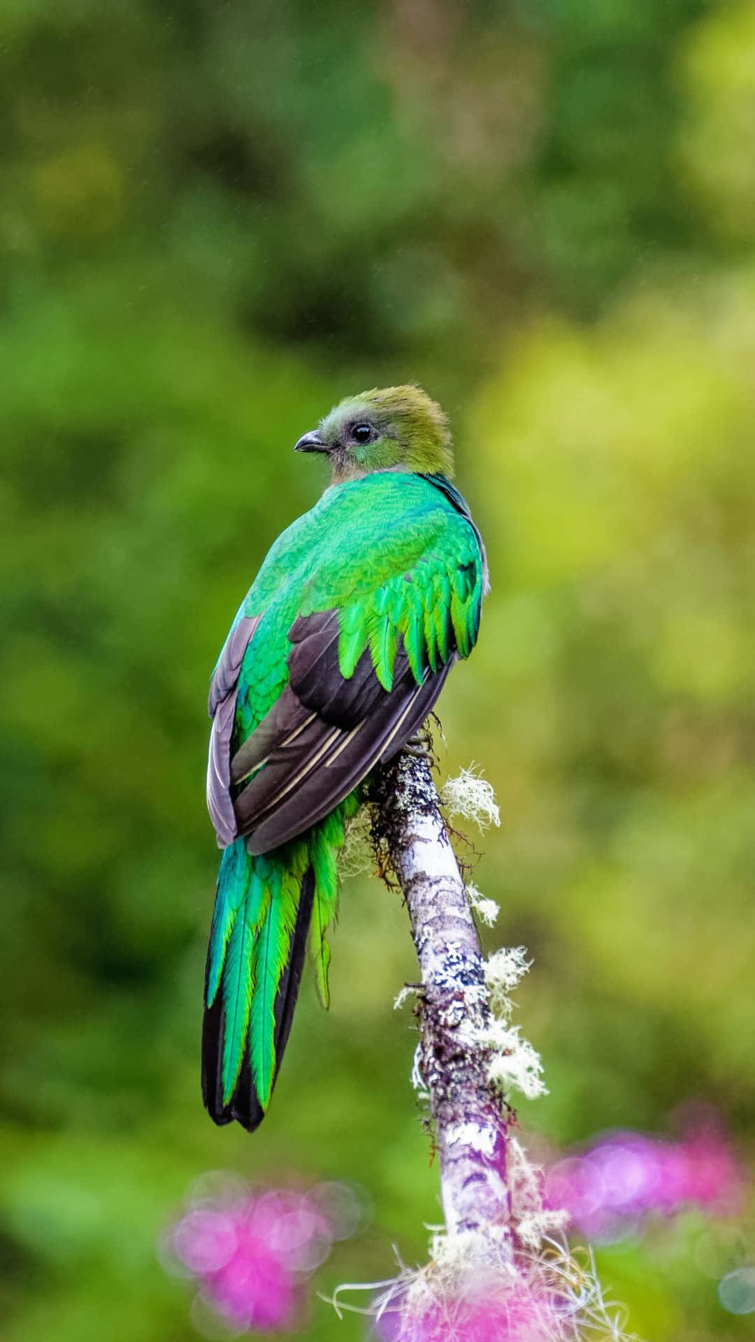 vibrant green quetzal, mossy branch, soft blurred forest backdrop, Full HD Phone Wallpaper
