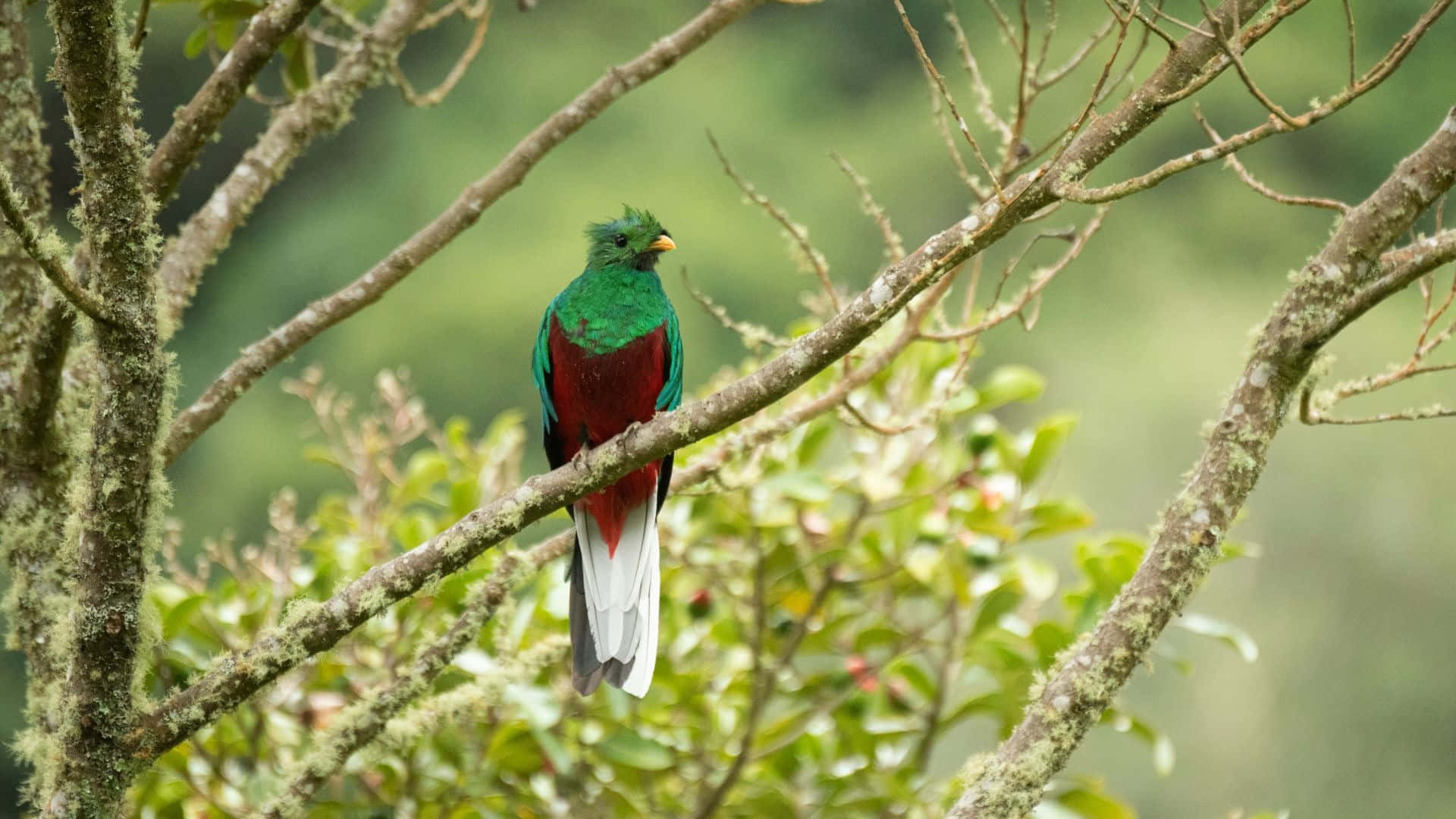 quetzal, emerald green plumage, crimson plumage, Full HD Desktop Wallpaper