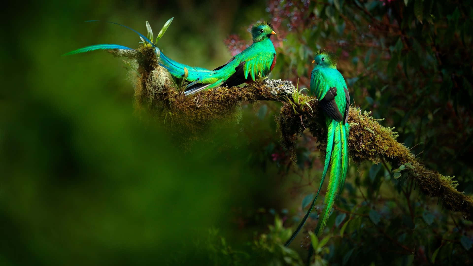 quetzals, mossy branch, lush forest, Full HD Desktop Wallpaper