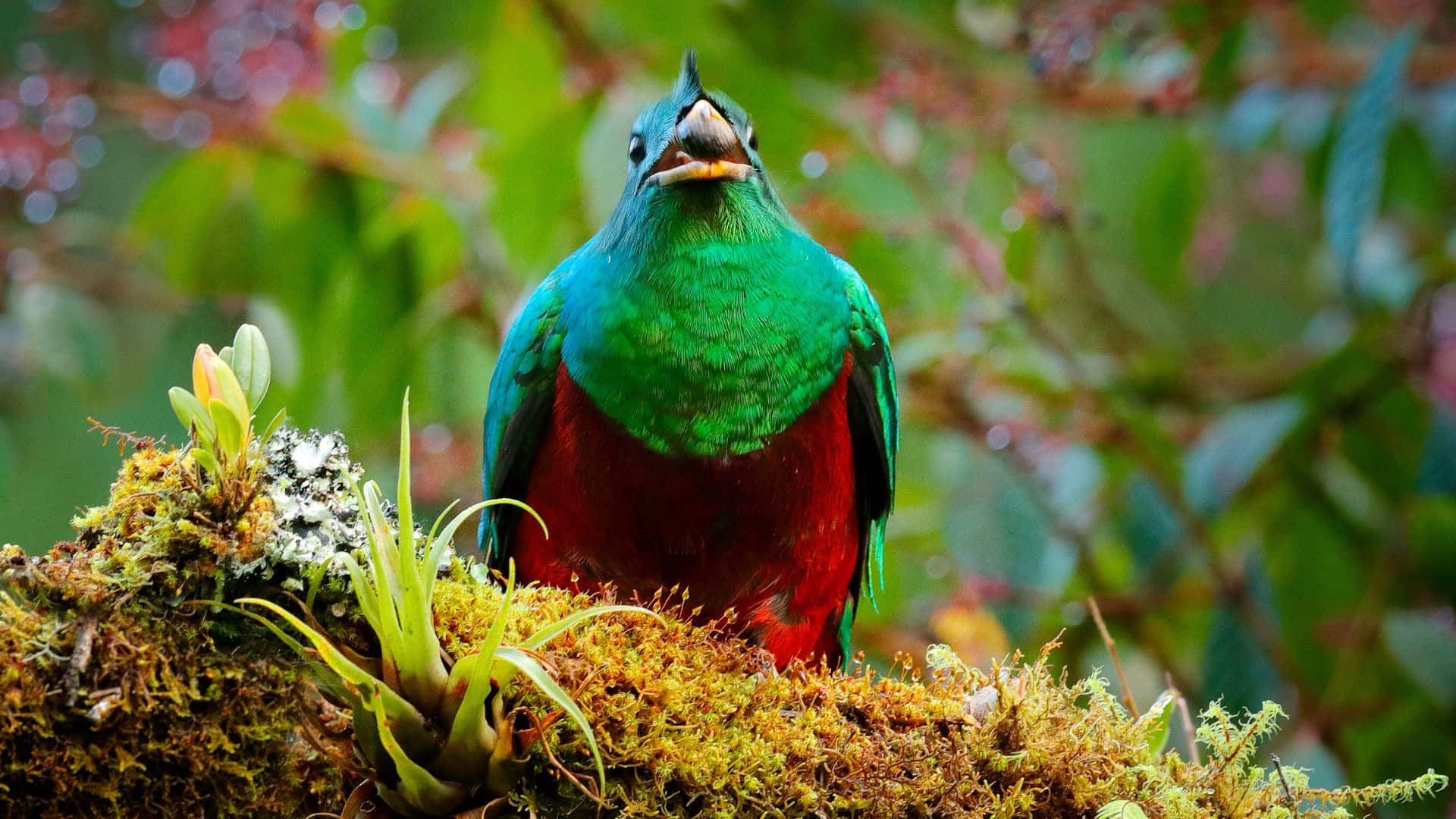 quetzal, iridescent green, red plumage, Full HD Desktop Wallpaper
