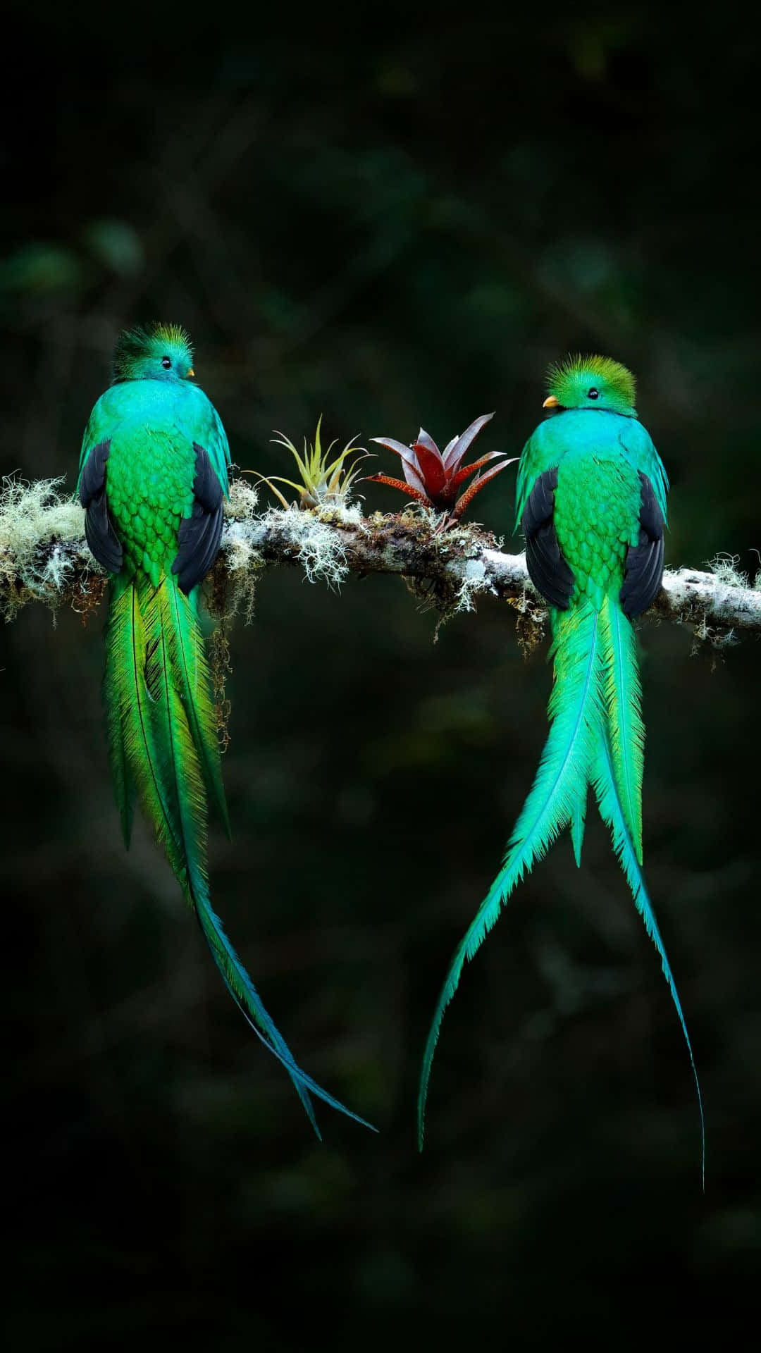 Quetzal, pair, mossy branch, Full HD Phone Wallpaper