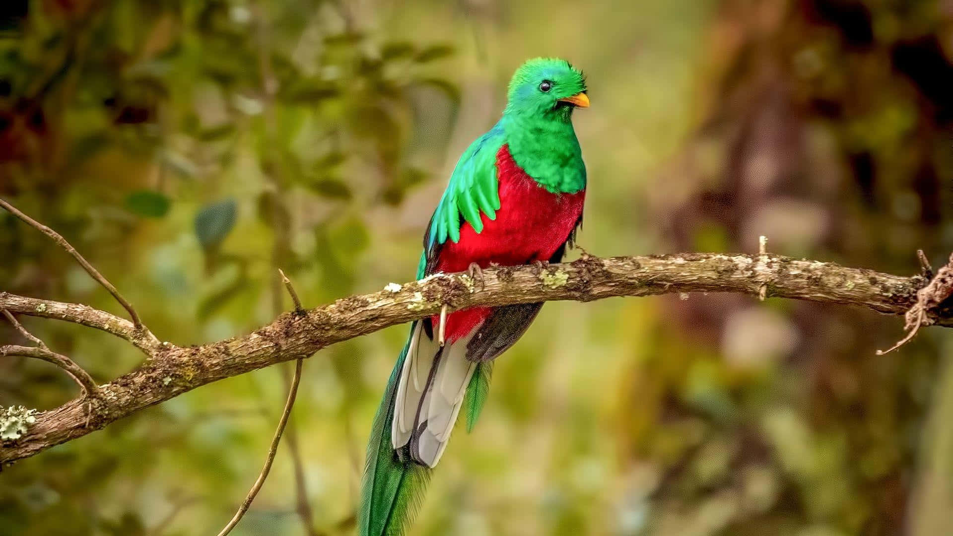 quetzal, emerald green plumage, crimson plumage, Full HD Desktop Wallpaper