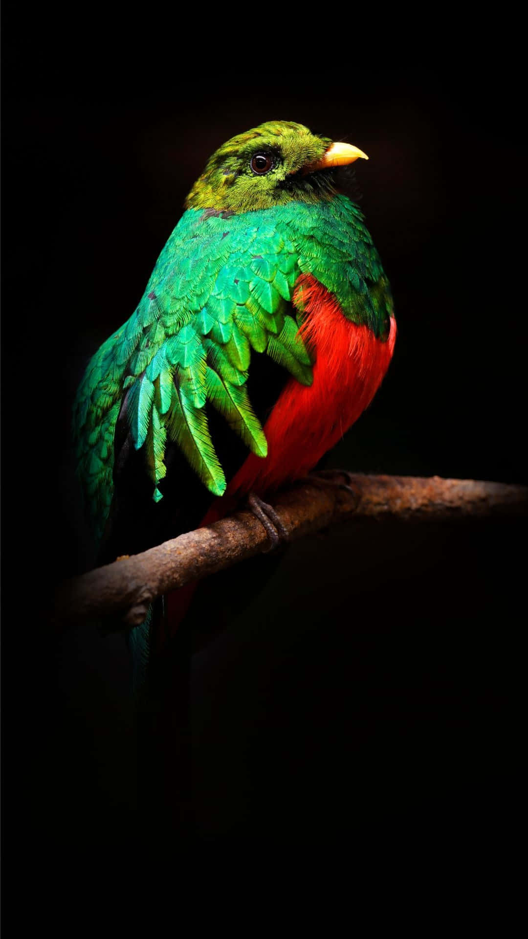 quetzal, emerald green plumage, fiery red plumage, Full HD Phone Wallpaper