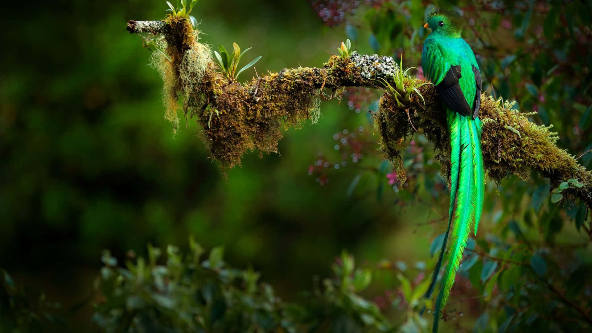 vibrant green quetzal, mossy branch, lush forest, Full HD Desktop Wallpaper