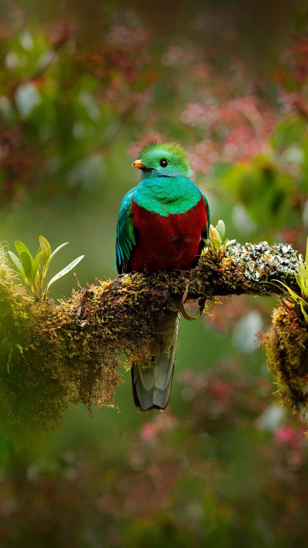 quetzal, emerald green plumage, crimson plumage, Full HD Phone Wallpaper