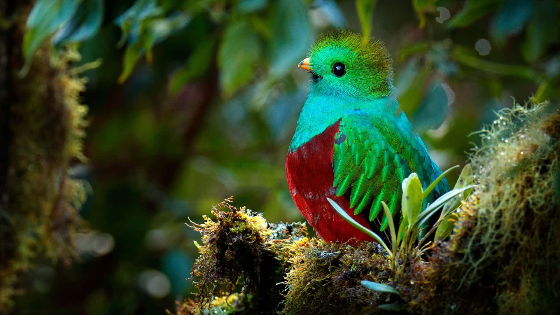quetzal, emerald green, fiery red, Full HD Desktop Wallpaper